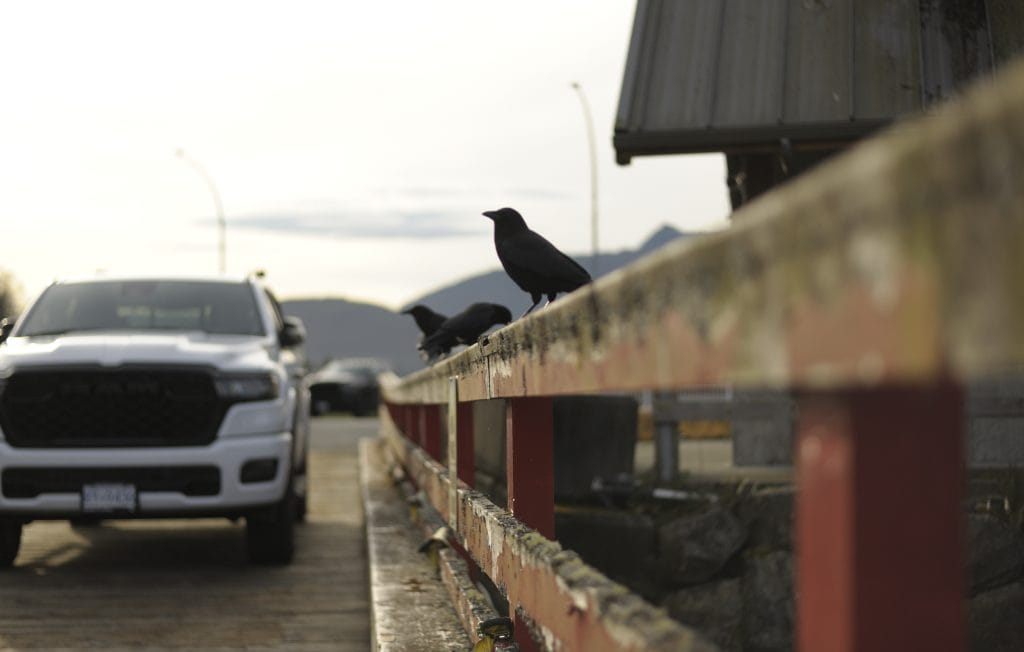 Crows on a wooden railing