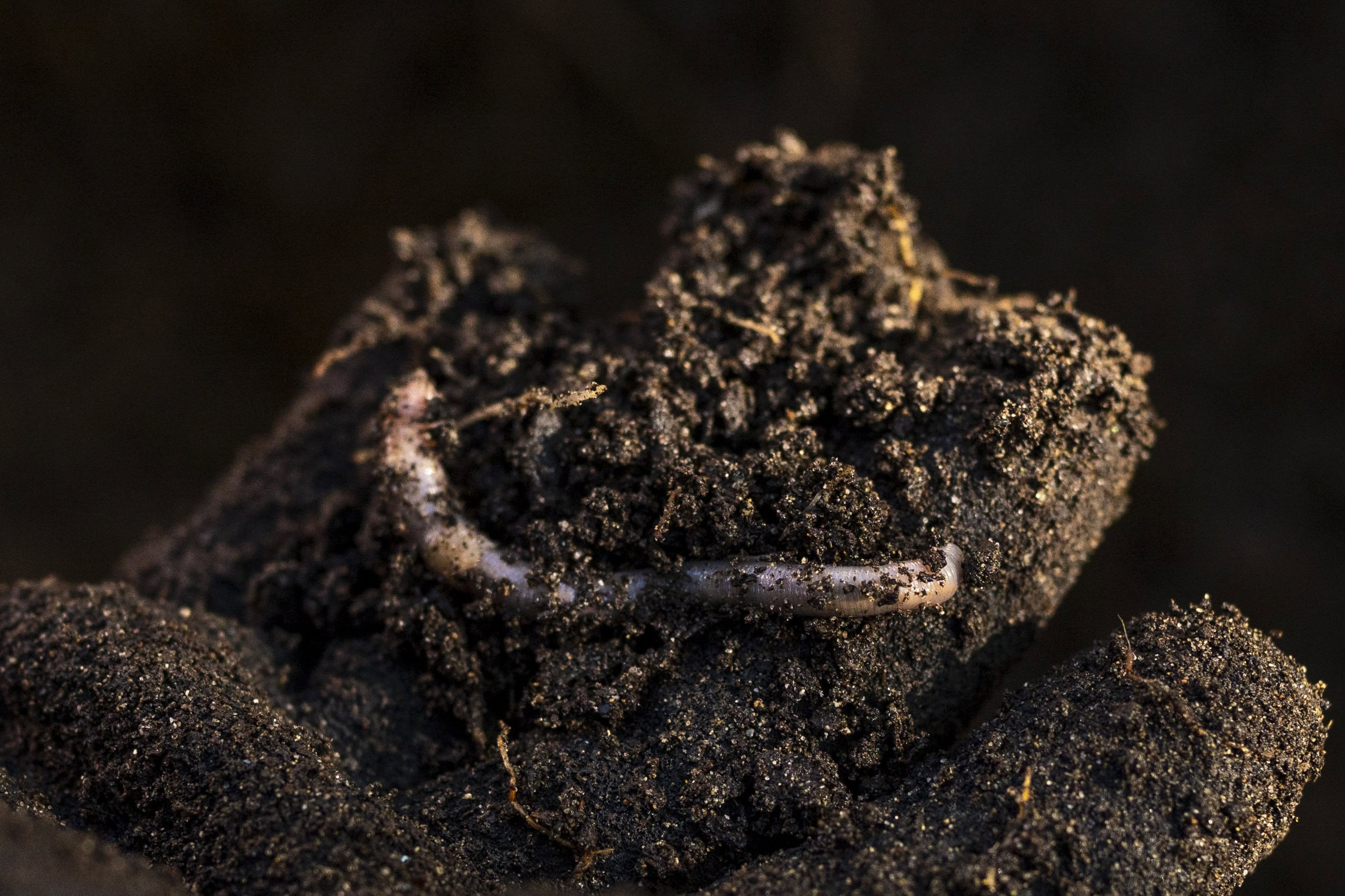 A close up of soil in a gloved hand, with a worm sitting in the soil.