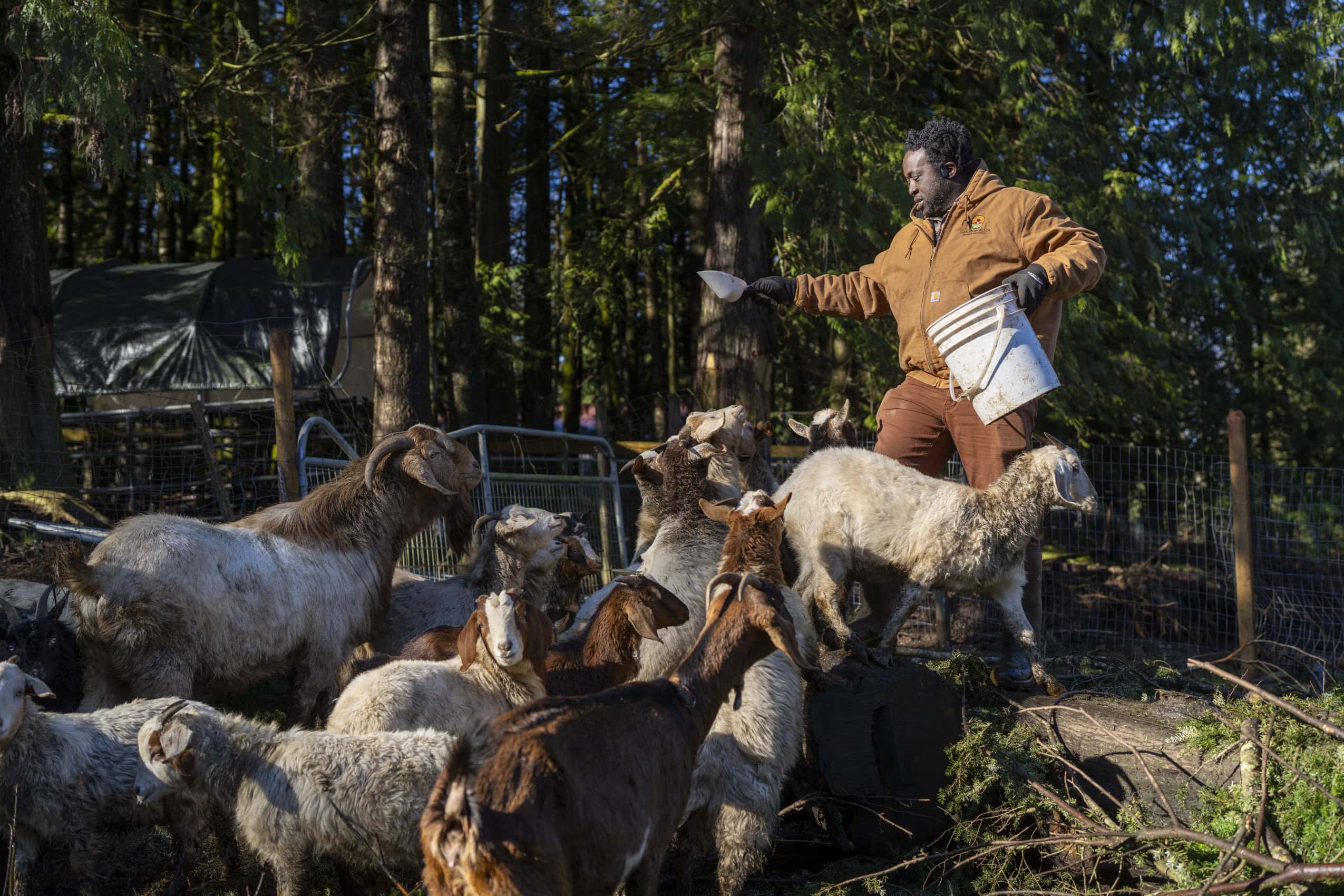 Toyin Kayo-Ajayi at his farm, holding a bucket and scoop, feeding a group of at least 15 goats, standing in dappled sunlight in front of a backdrop of trees.