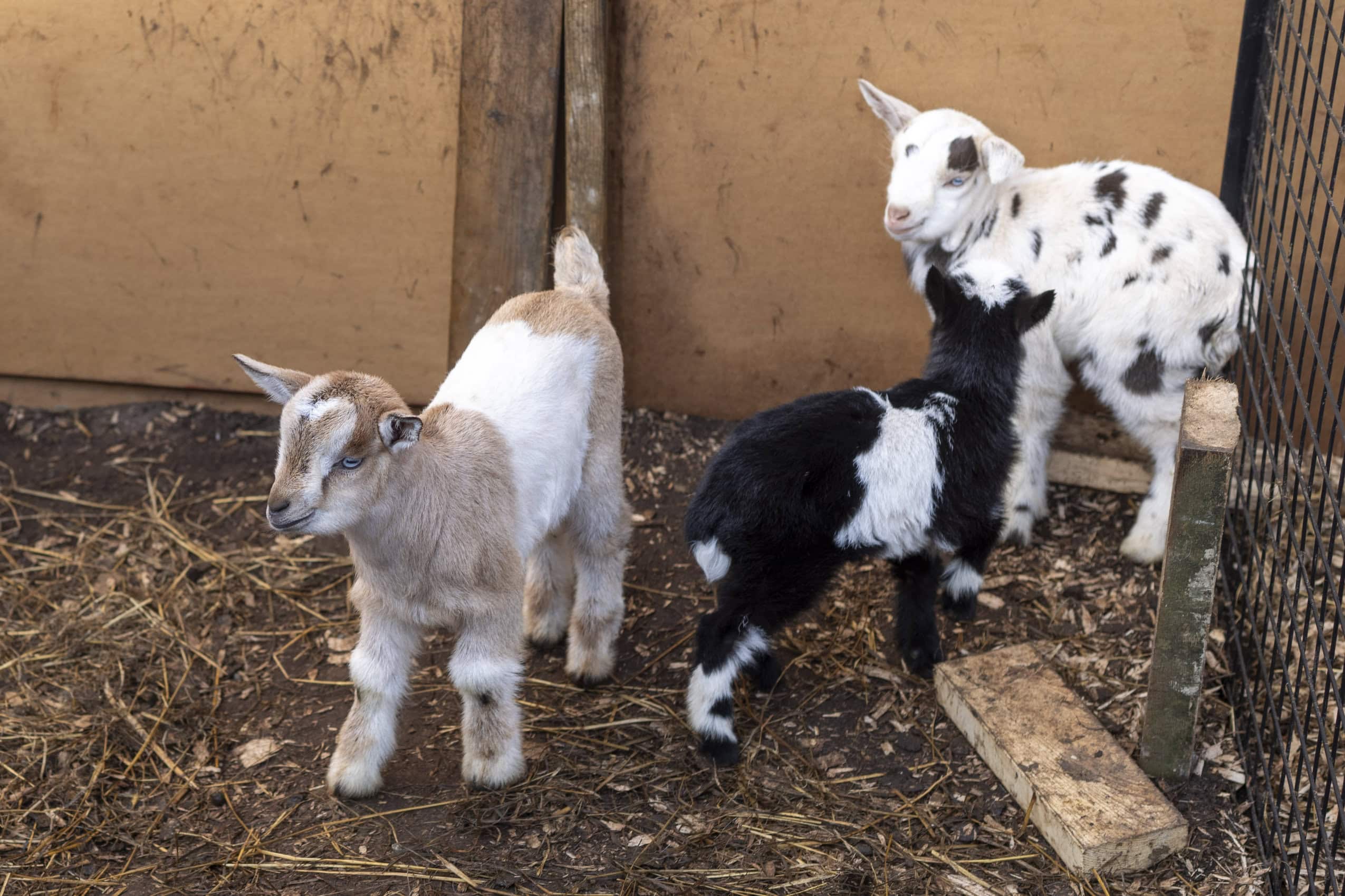 Three kid goats in a shelter, one is beige and white, one is black and white, and one is white with little black spots.