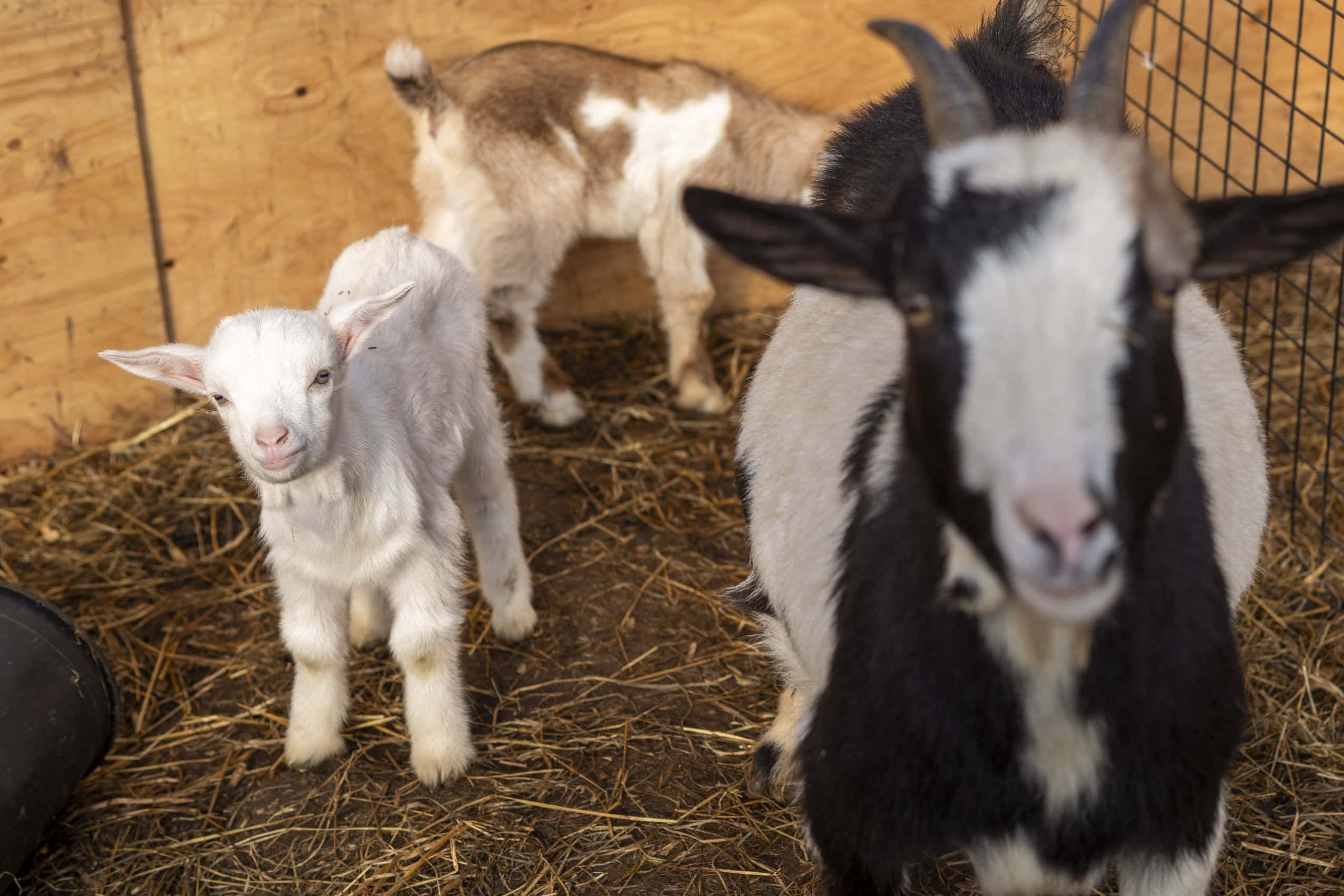 An adult goat and kid goat look straight into the camera, standing in a pen. The adult is black and white, the baby is all white.