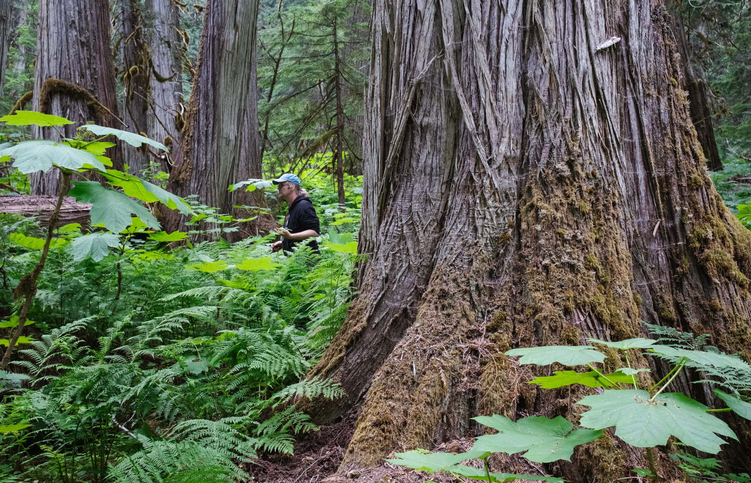 Rare Canadian rainforest at risk from logging