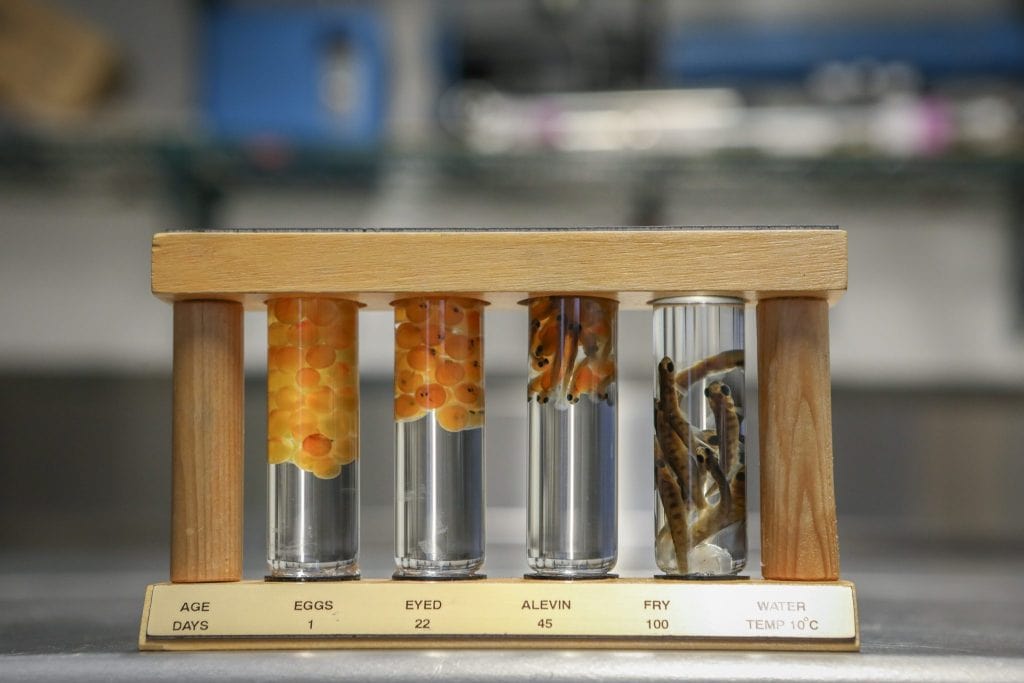 A educational display shows four stages of salmon development from eggs to fry.