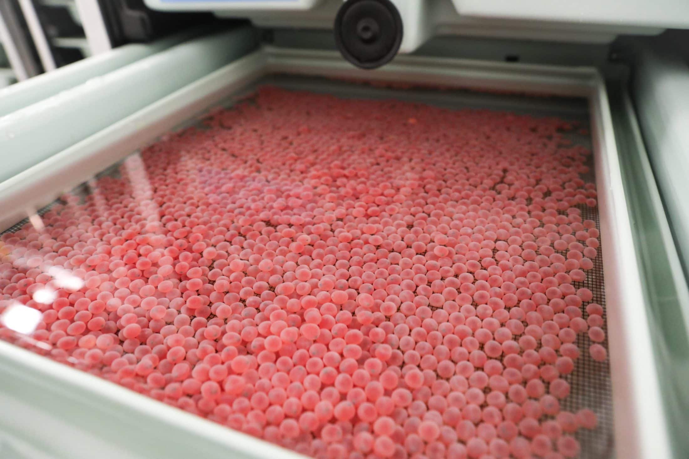 Hundreds of bright pink salmon eggs float in a hatchery tub.