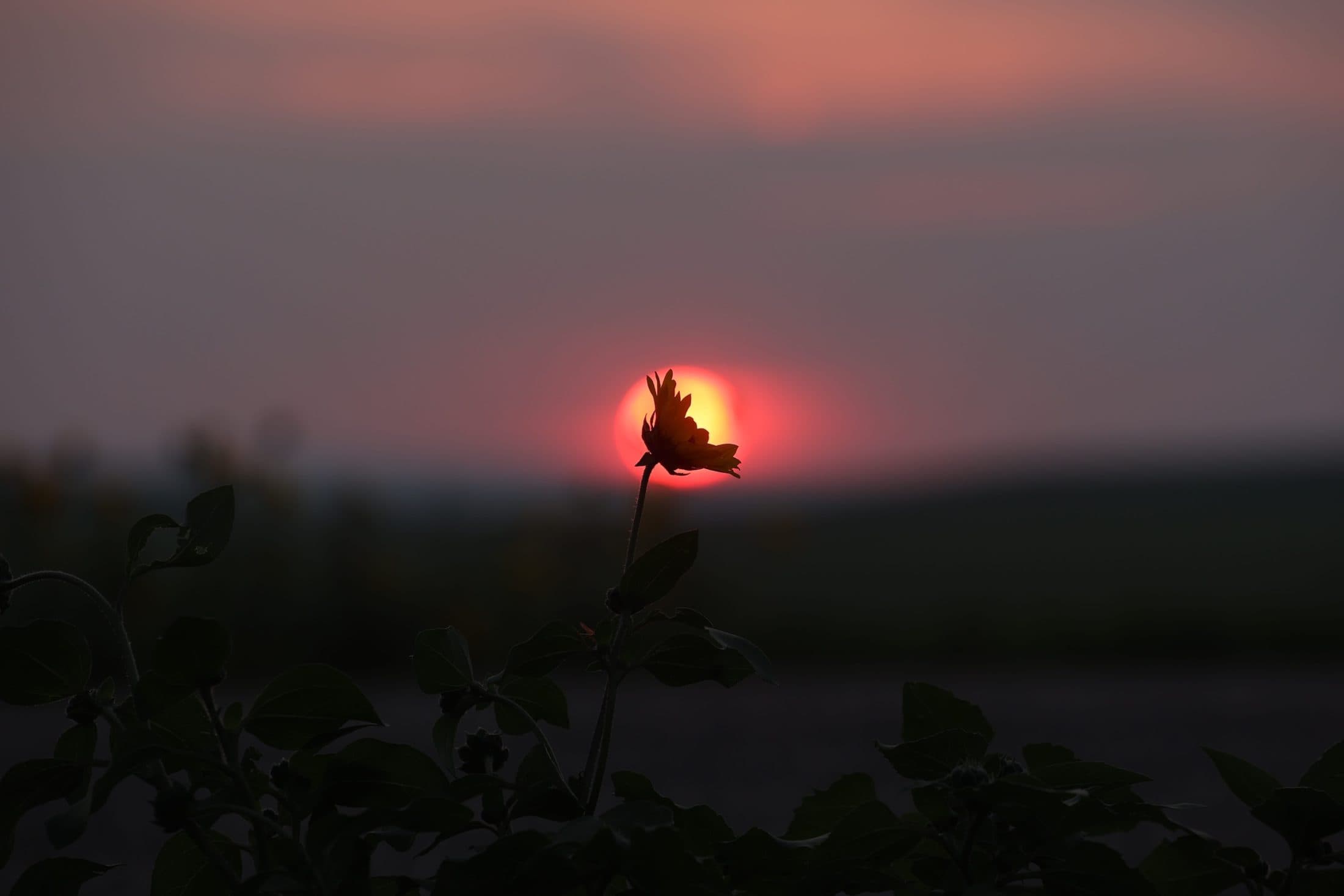 A flower is silhouetted by a setting sun.
