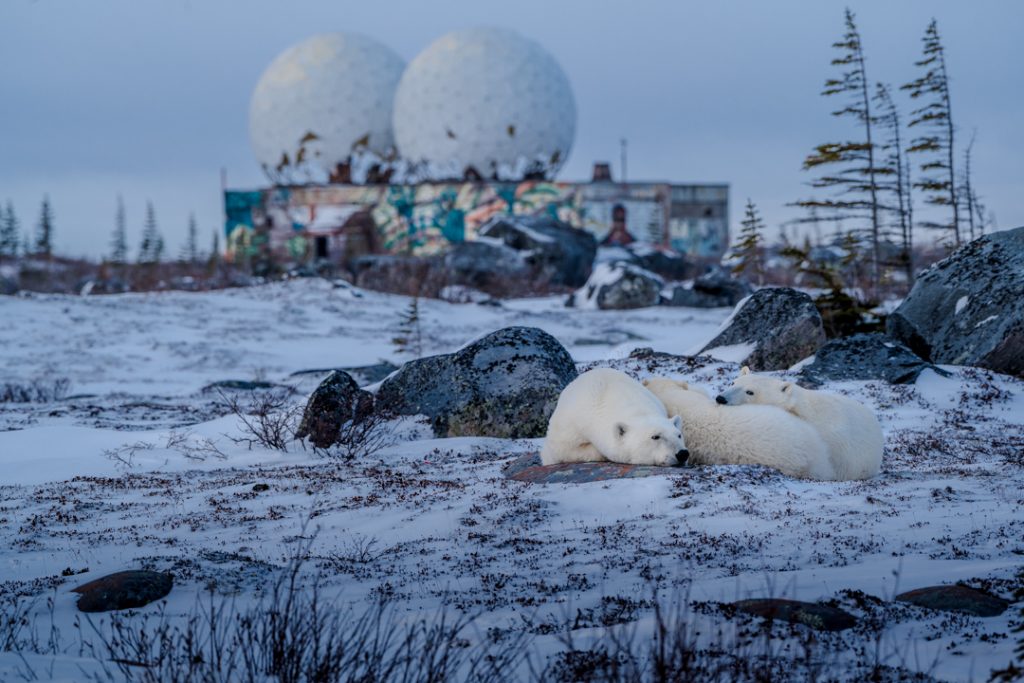 Two polar bears lie on the ground in Churchill, Man., with a light dusting of snow on the ground.