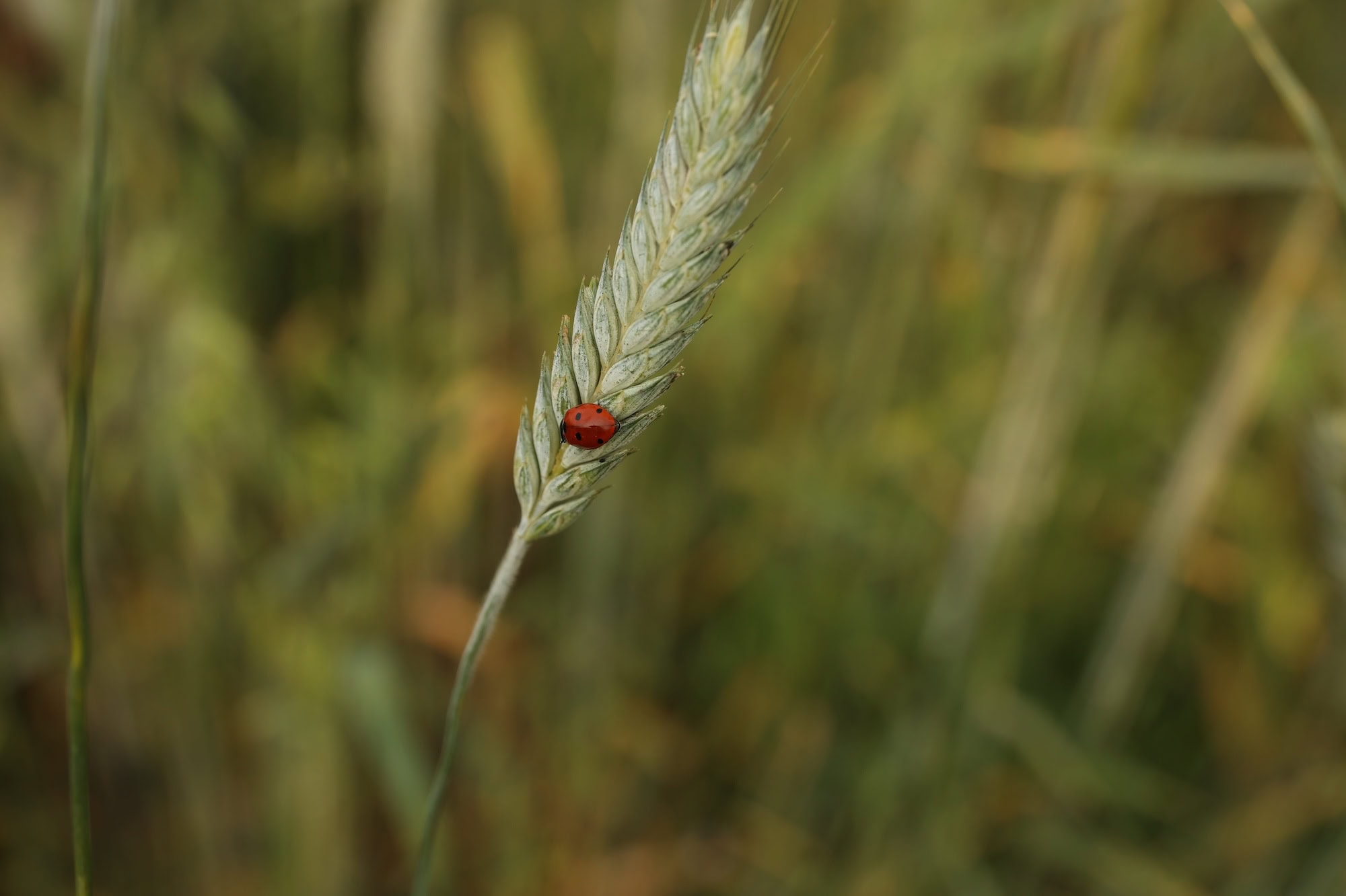 एक लेडीबग गेहूं की एक पत्ती पर बैठती है।