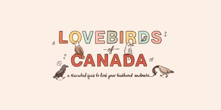 An illustration of a crow, eagle, owl, hummingbird, and goose with the text 'Lovebirds of Canada: a Narwhal quiz to find your feathered soulmate'