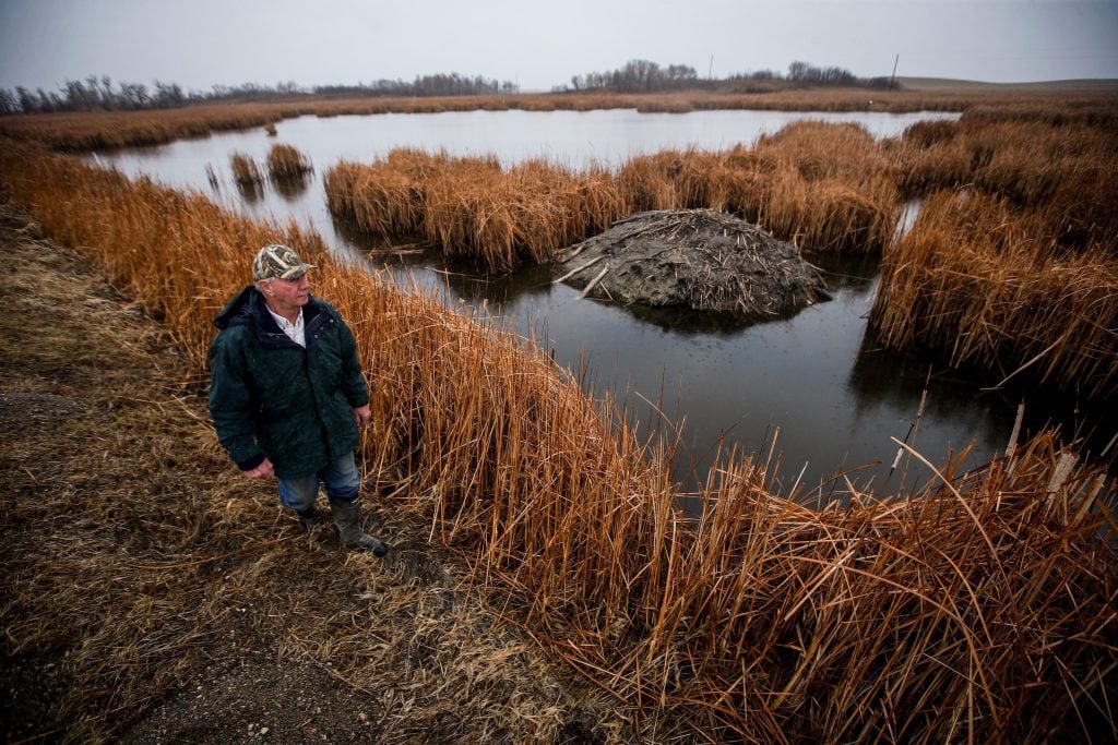 A man stands next to tall amber-coloured reeds at the edge of a wetland.