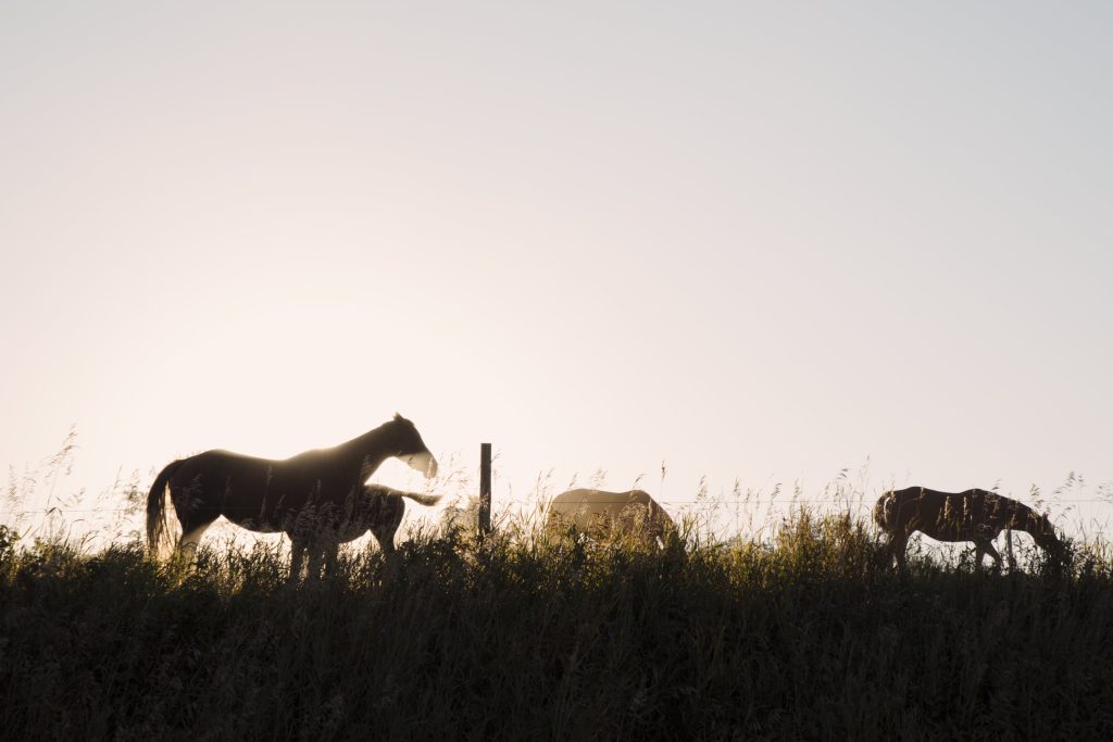 A small group of horses behind a fence silhouetted against a bright sky with low sun. They are grazing on tall grass