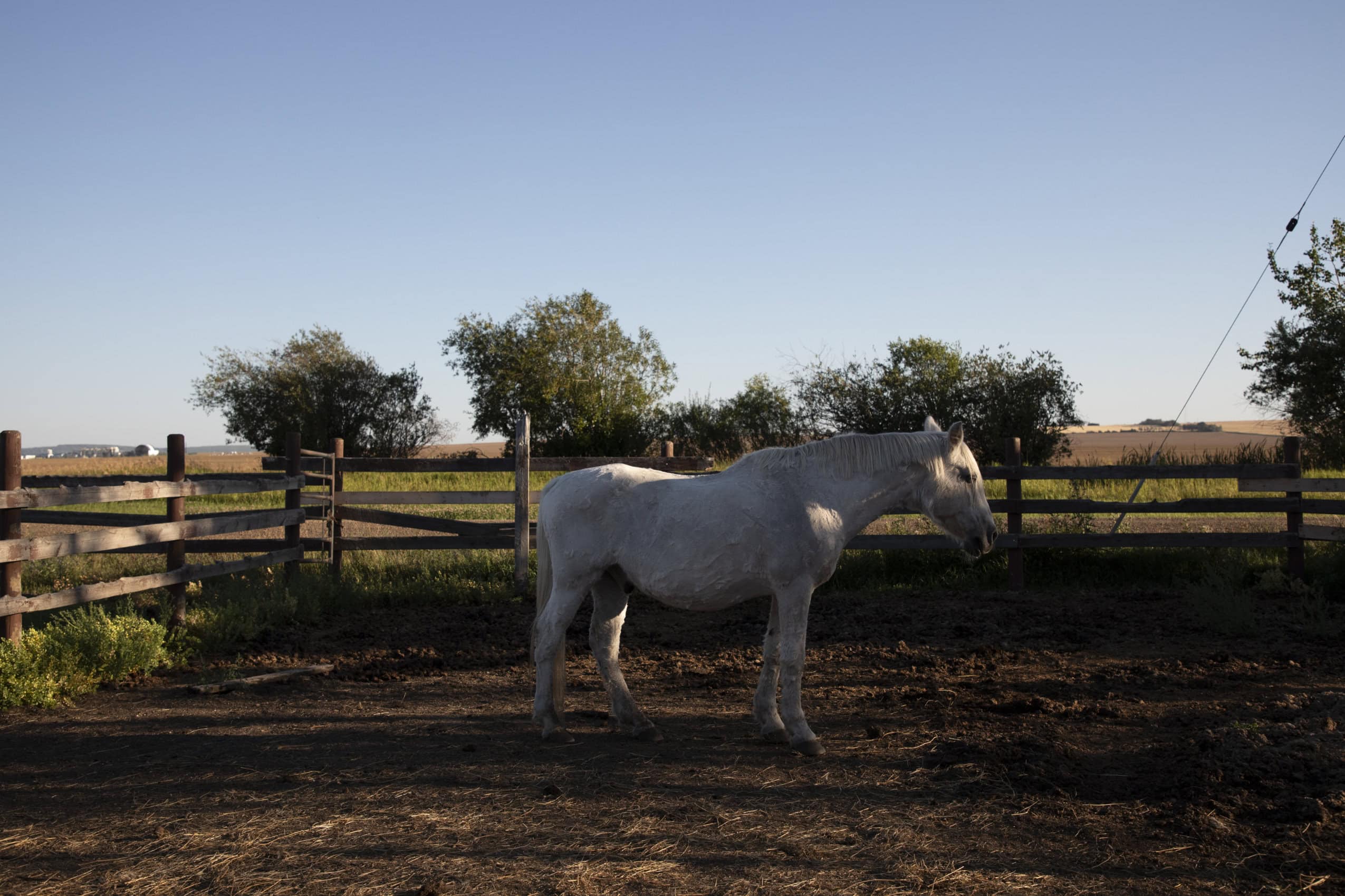 A grey horse stands in a fenced paddock, sunlight dappling its face. There are trees in the background