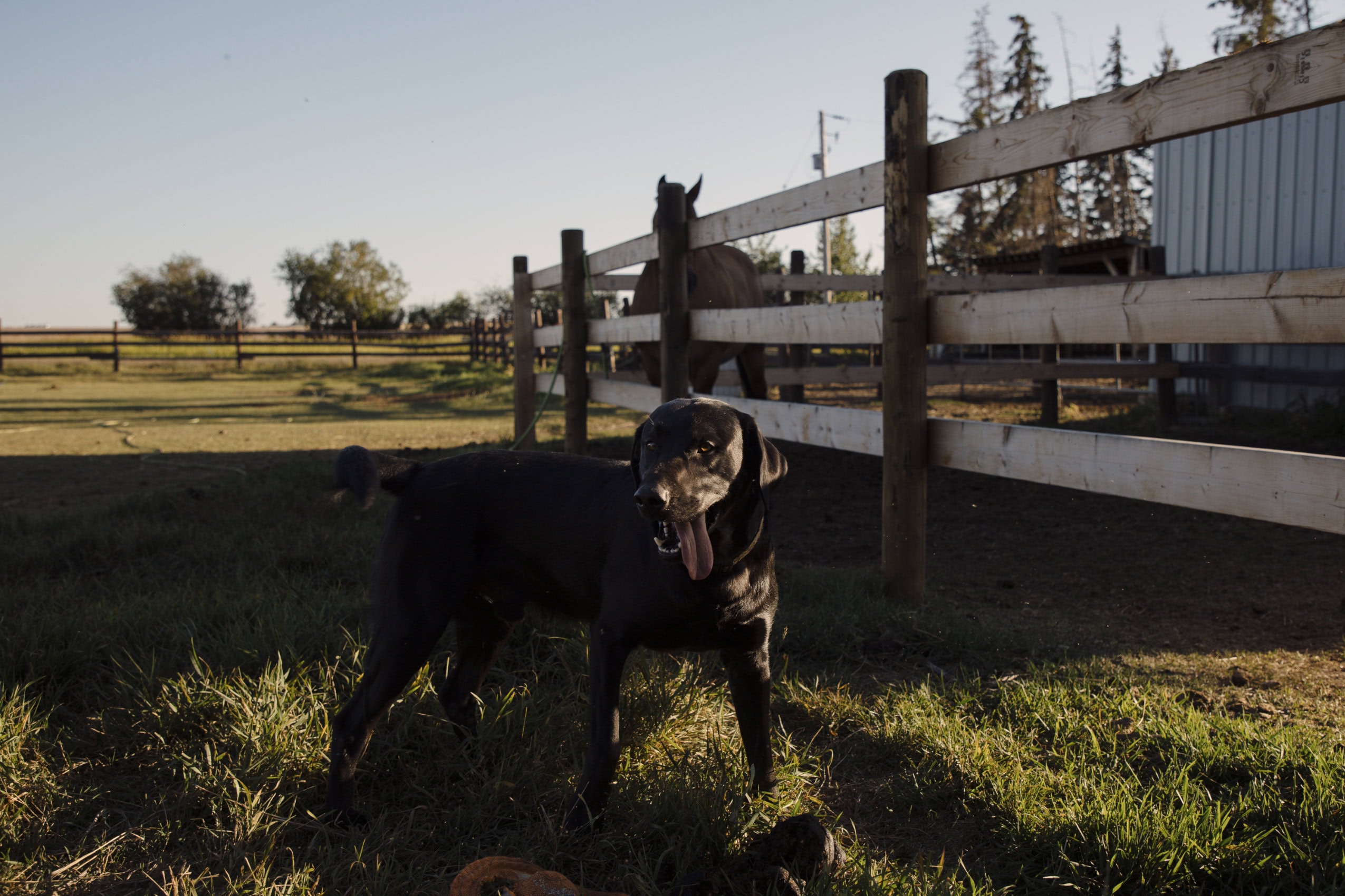 A black lab stands in the sunshine outside a wood panel fence, its tongue lolling out on one side. There is a horse behind the fence, facing away from the doc, which is looking just off-side of the camera. The field outside the fence has green grass. There is another fence line and small trees in the background