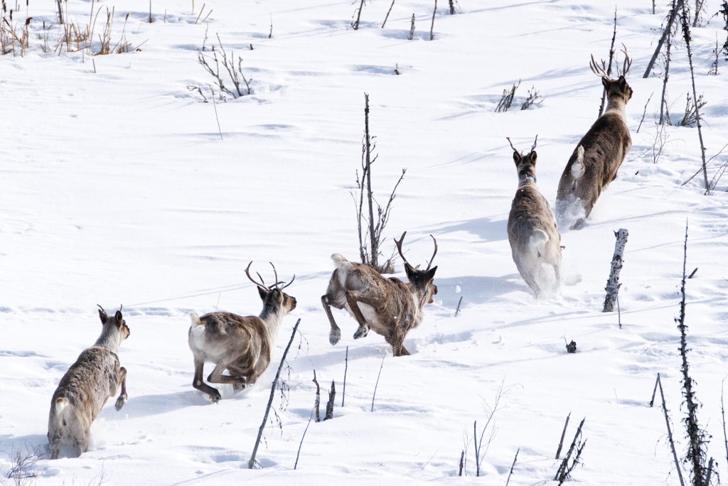 Five caribou, seen from behind, run through deep snow.
