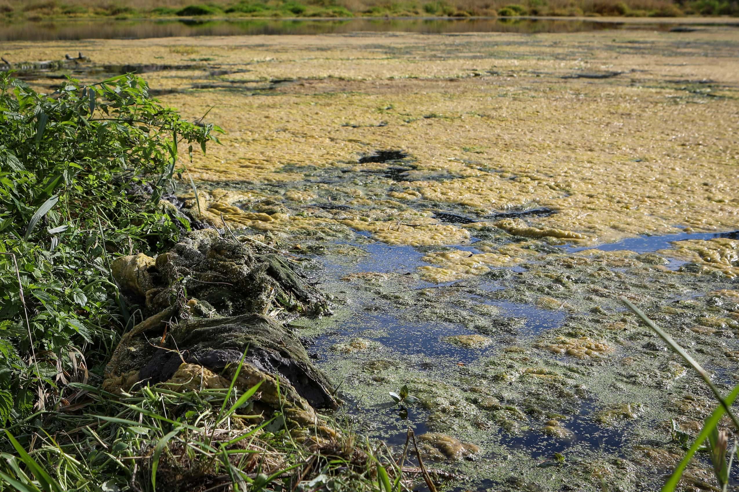 An aquatic-plant-filled creek surface.