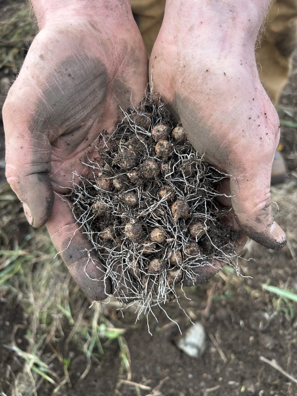 Two hands hold a number of small slimleaf onions