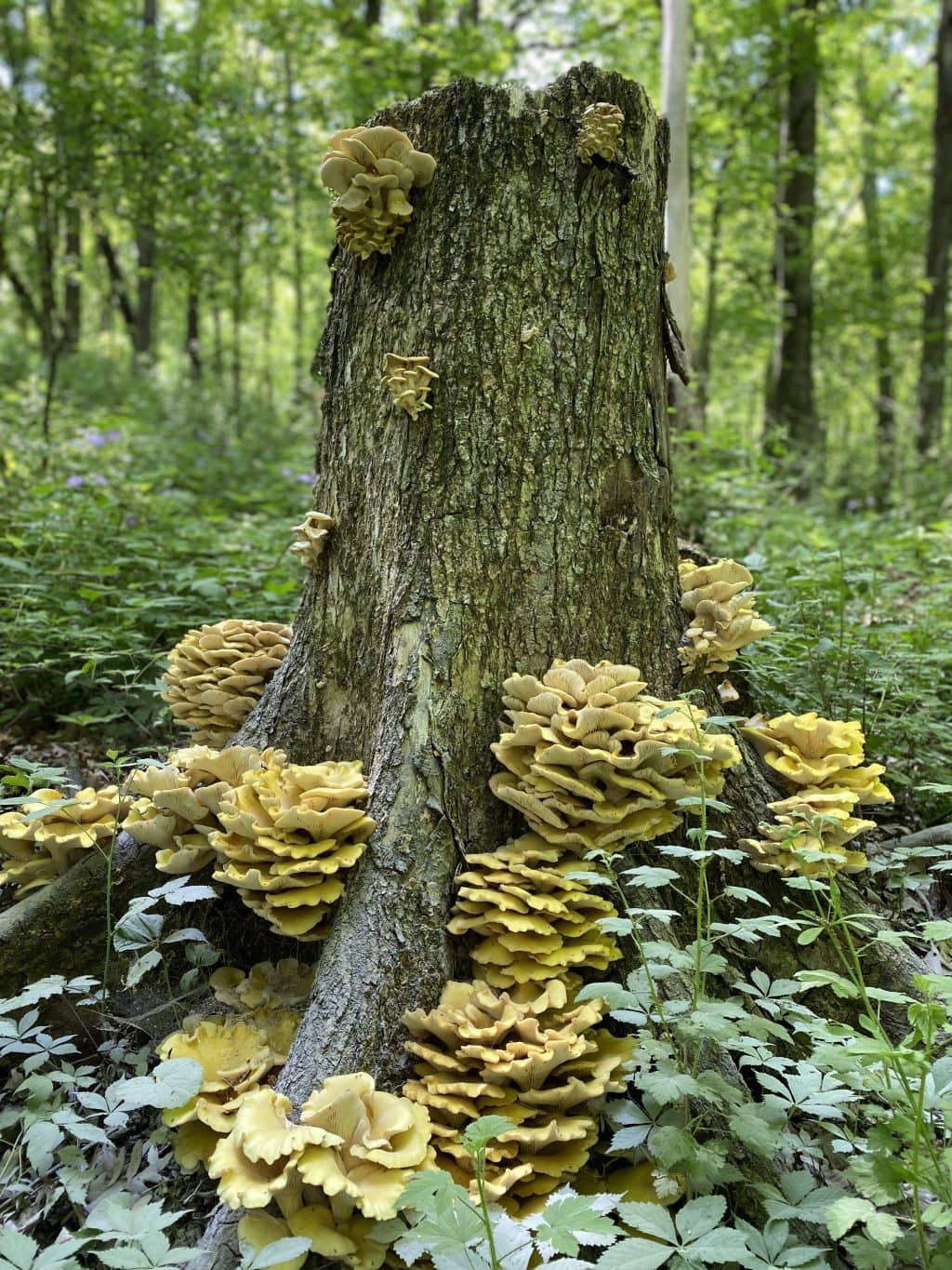 Spore loser: the DIY mushroom-growing trend invading Ontario forests