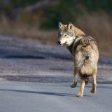 An eastern wolf casts a glance backwards as it walks along a road.