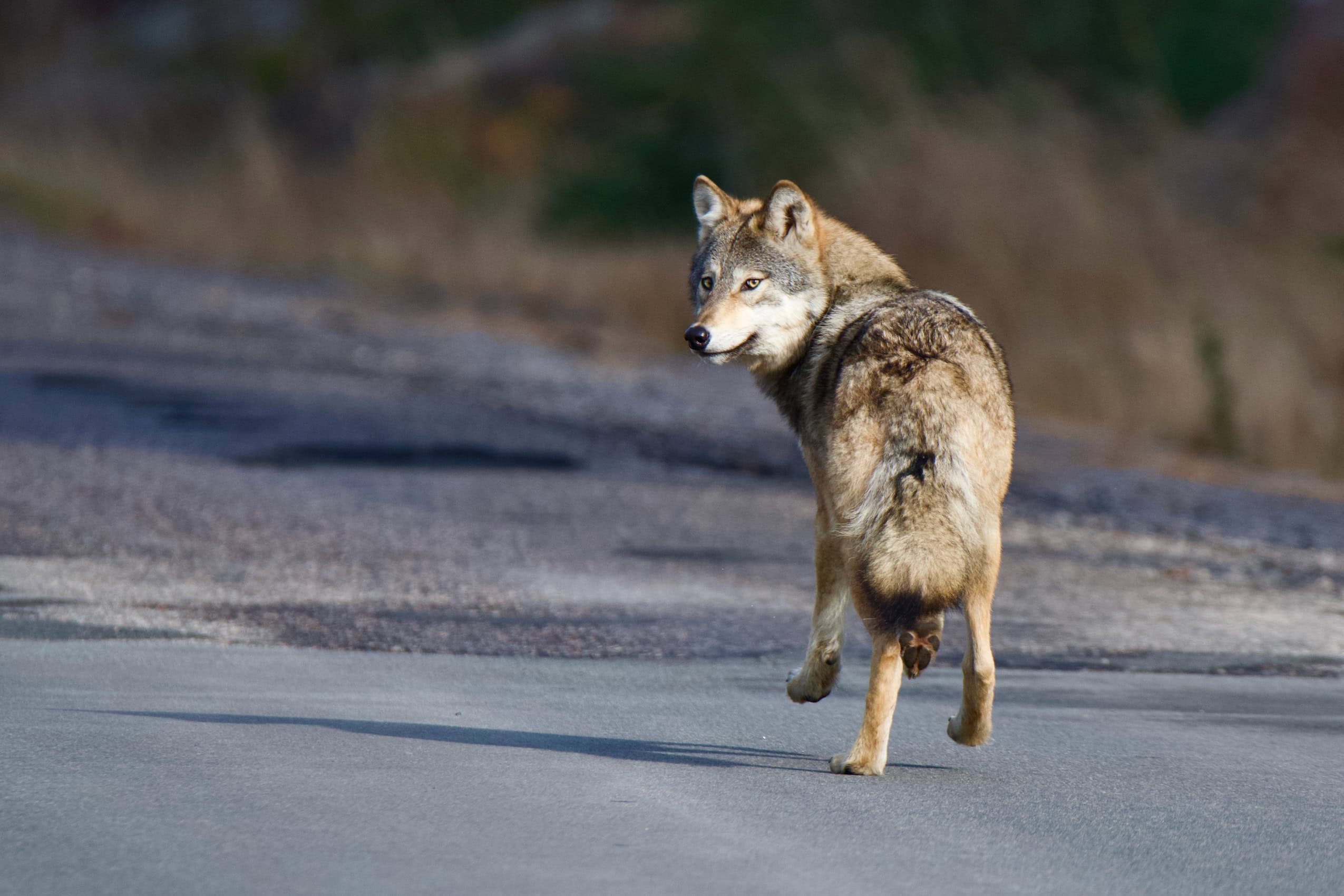An eastern wolf casts a glance backwards as it walks along a road.
