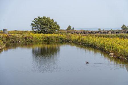 A duck swims across a small pond.
