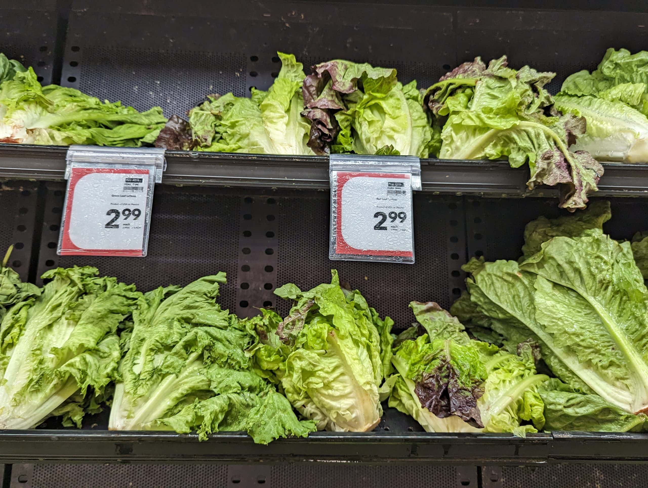 Wilted lettuce heads on a grocery store shelf.