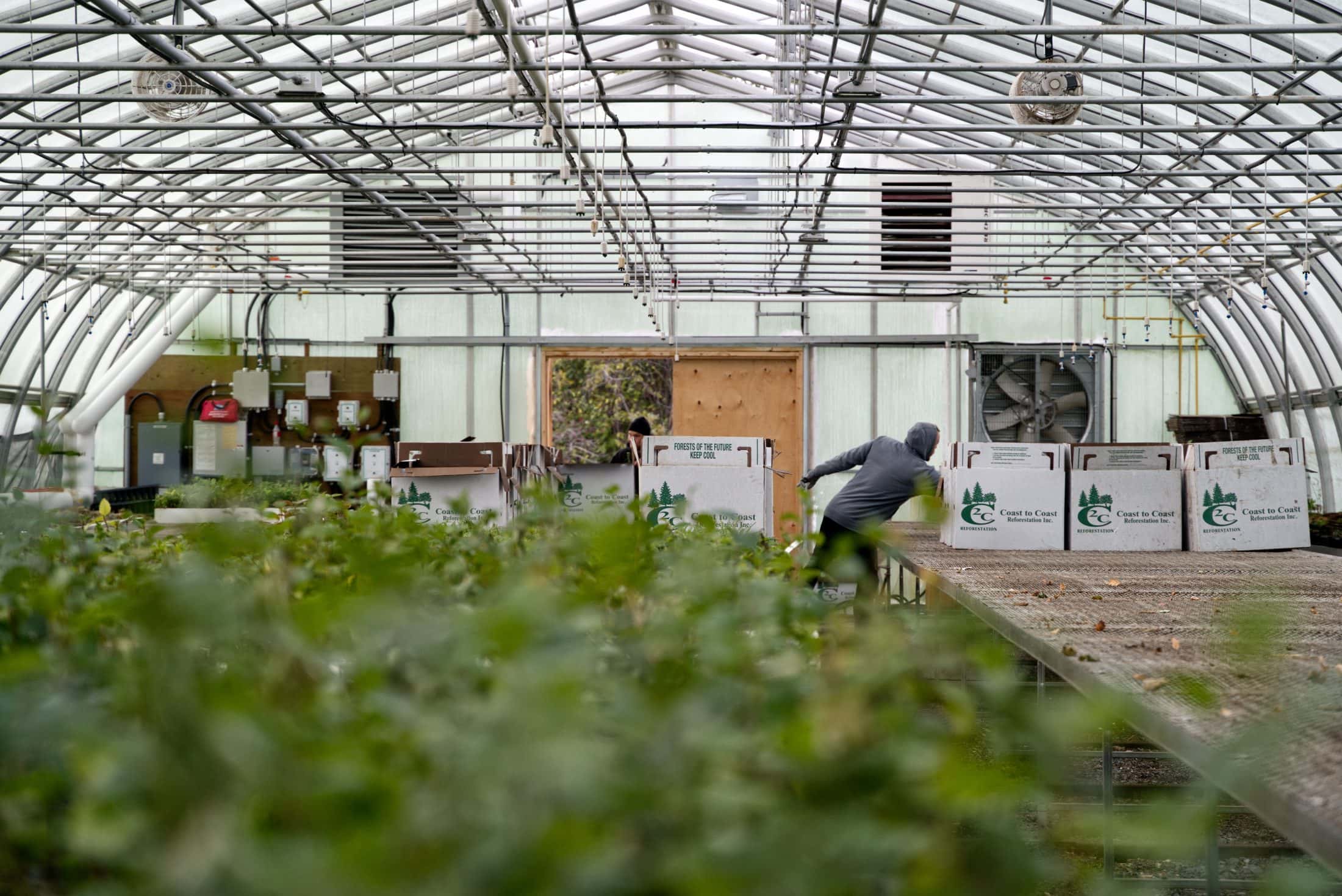 Workers in a greenhouse