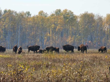 A herd of bison in a grassy field with trees in the backdrop.