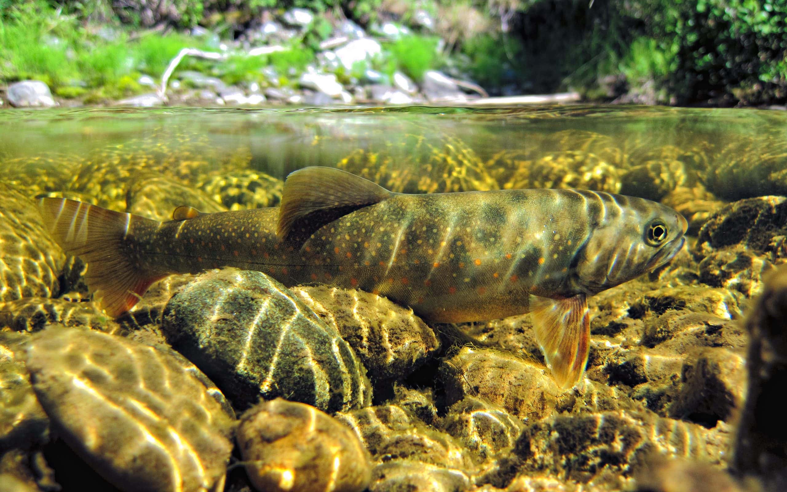 Close-up underwater view of a fish swimming in a sun-dappled creek