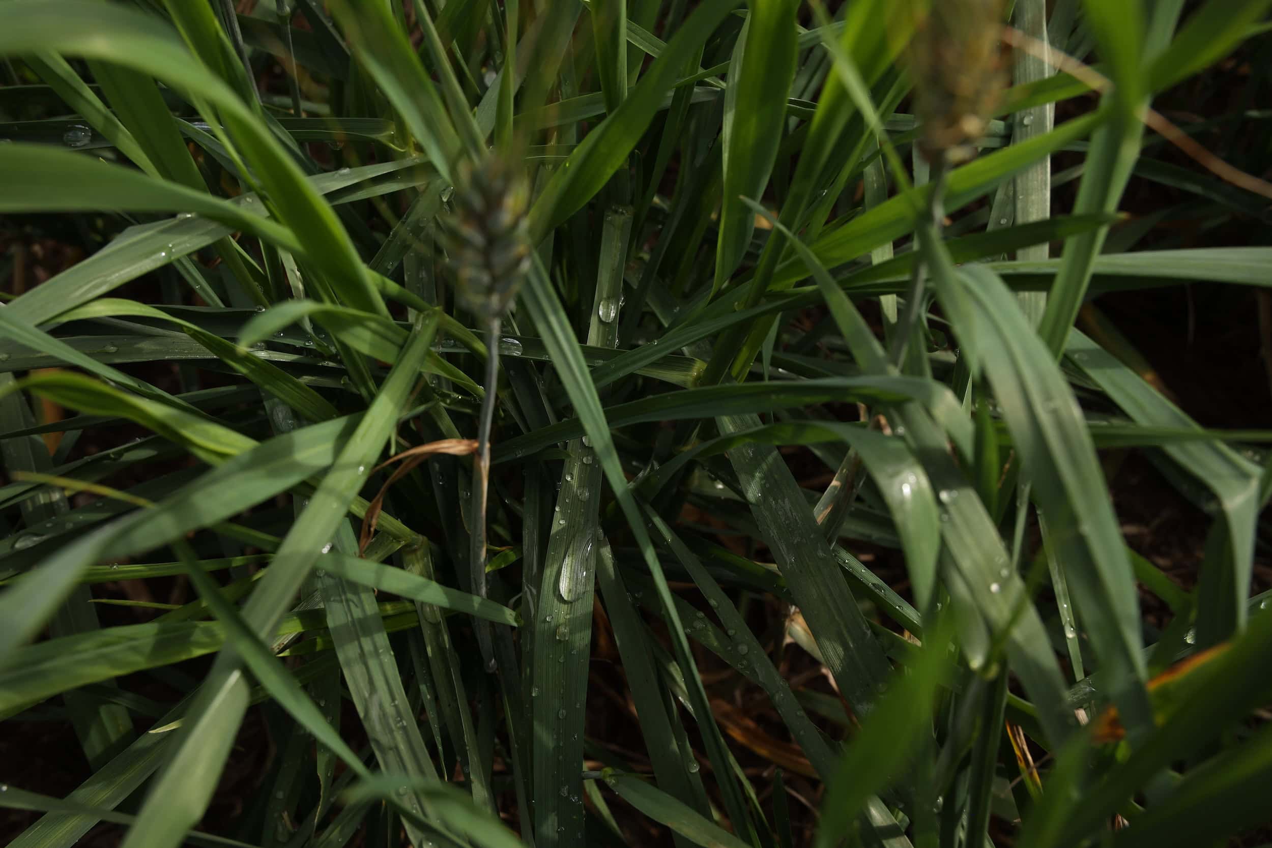 Droplets of water collected on the green stems of crops.