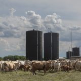 Alberta taxpayers are paying millions to ranchers who lease public lands. Here are 5 things you need to know 