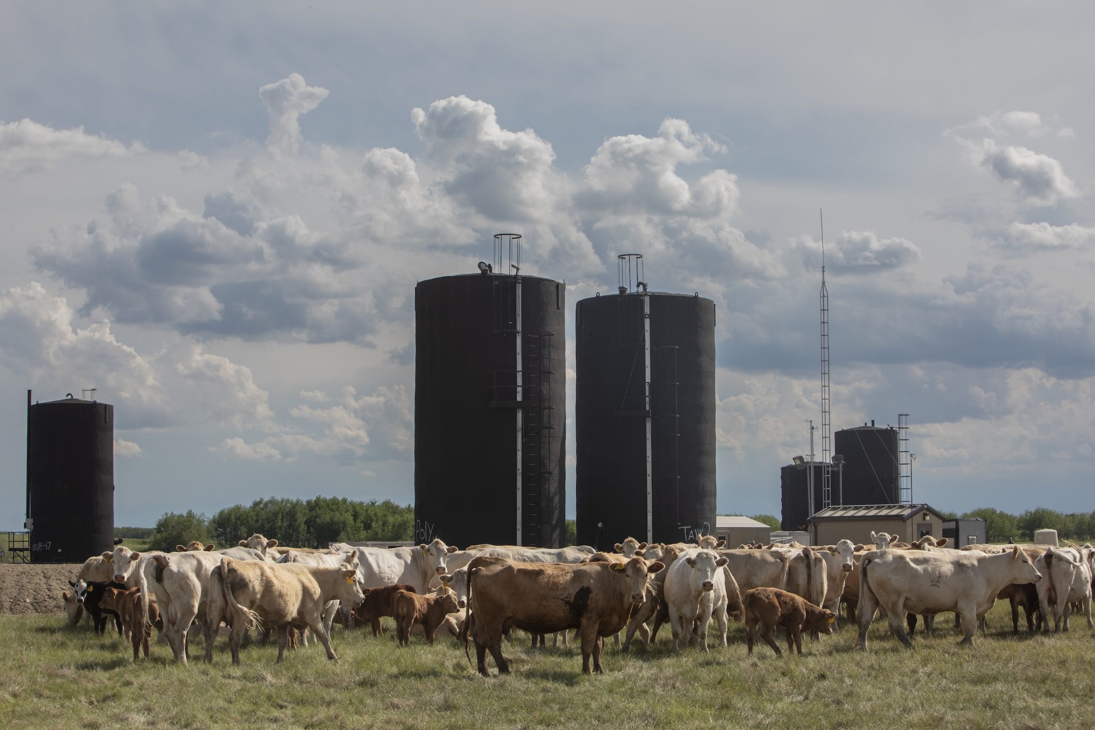 A herd of cows stands in front of oil and gas infrastructure in a rural Alberta field.