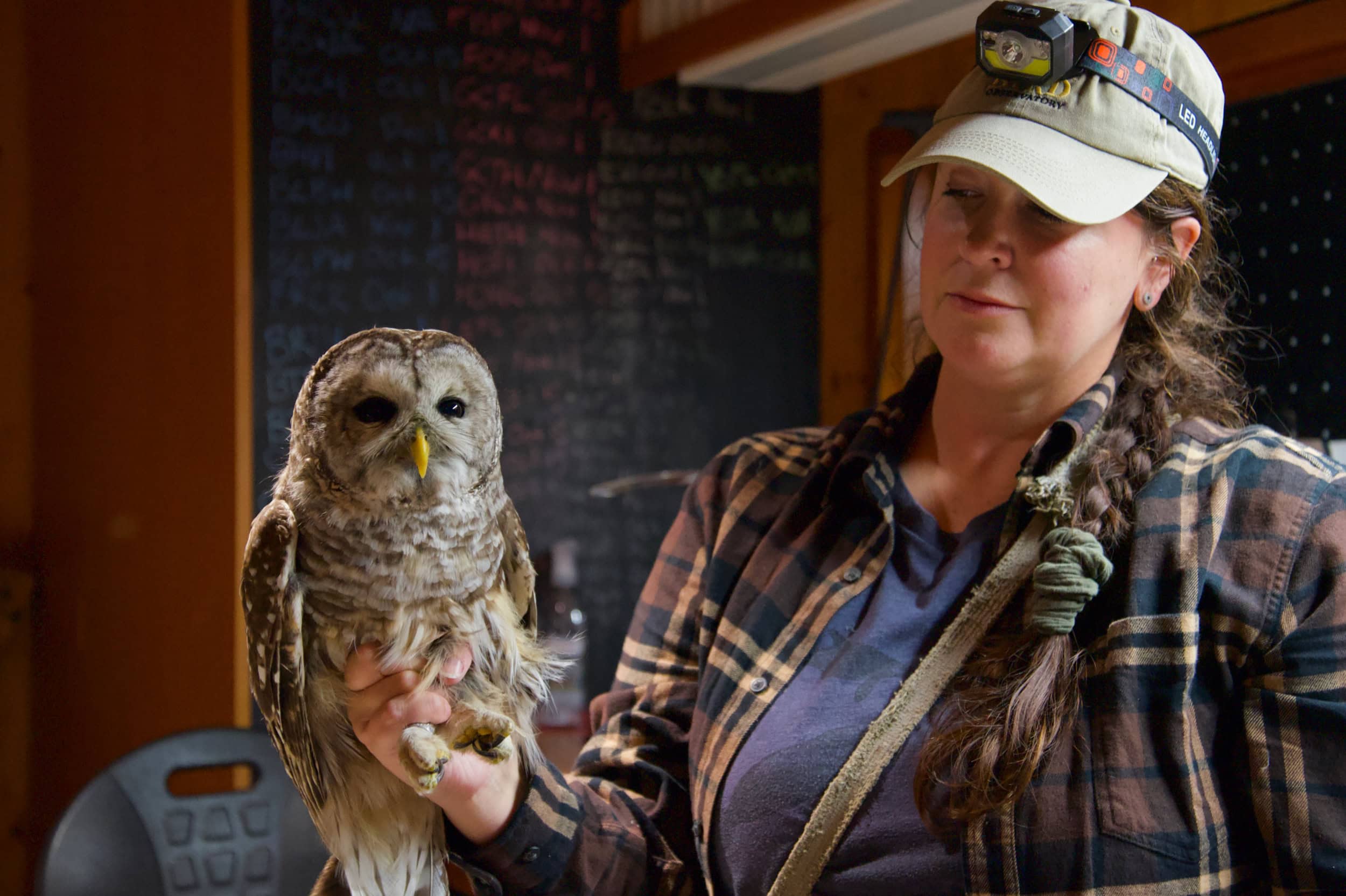A large brown owl sits perched on a woman's hand.