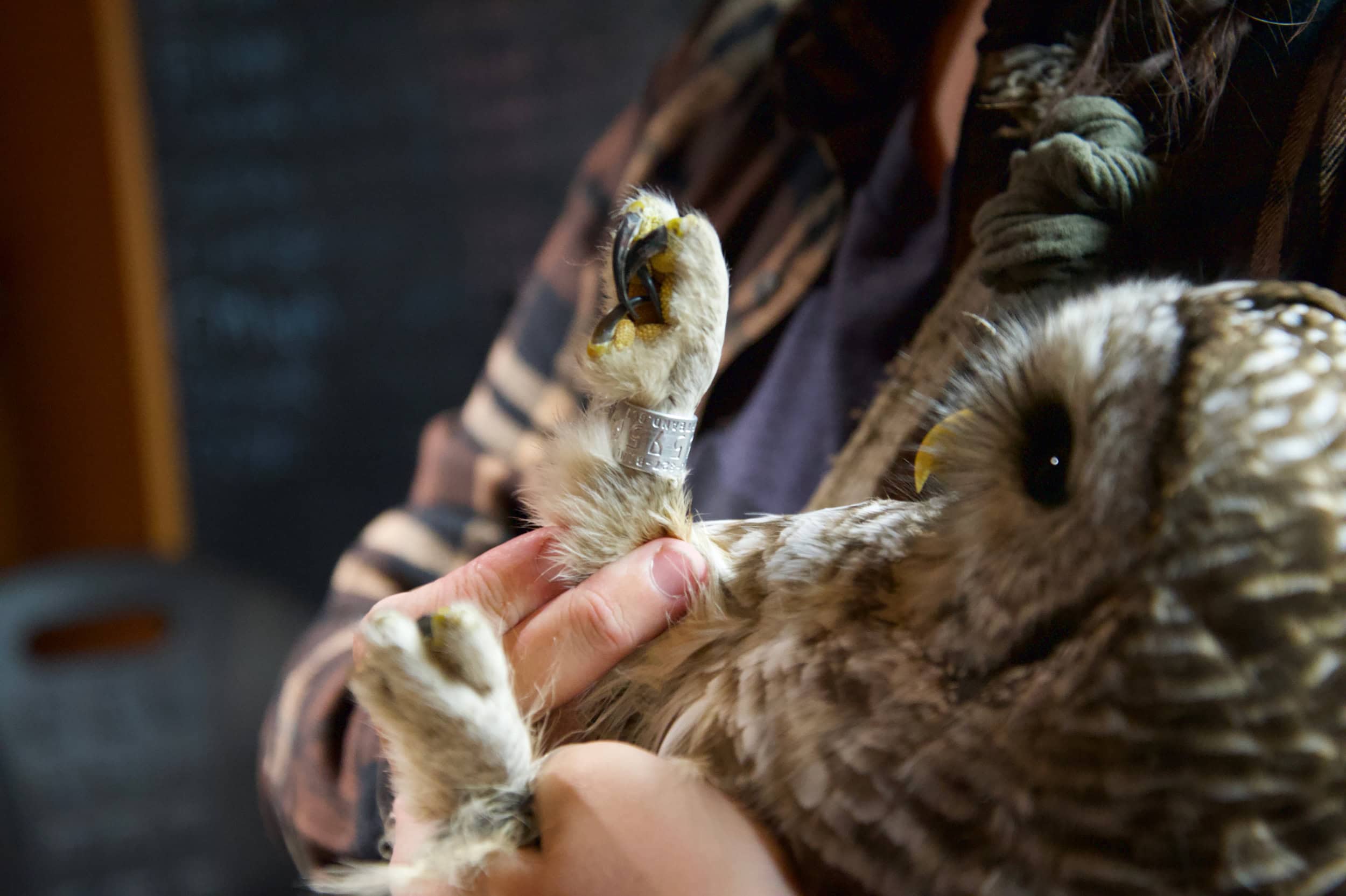 An owl's talons are banded.