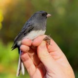 A small grey bird perched on a person's fingers.