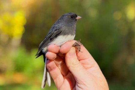 A small grey bird perched on a person's fingers.