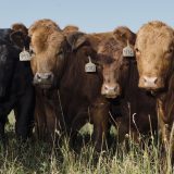 A close-up of a herd of brown and black cattle.