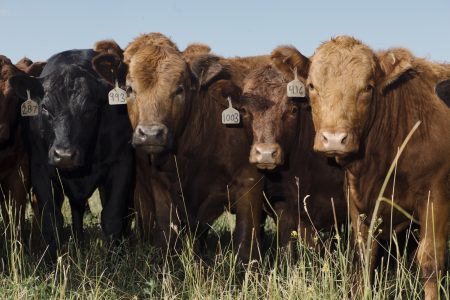 A close-up of a herd of brown and black cattle.