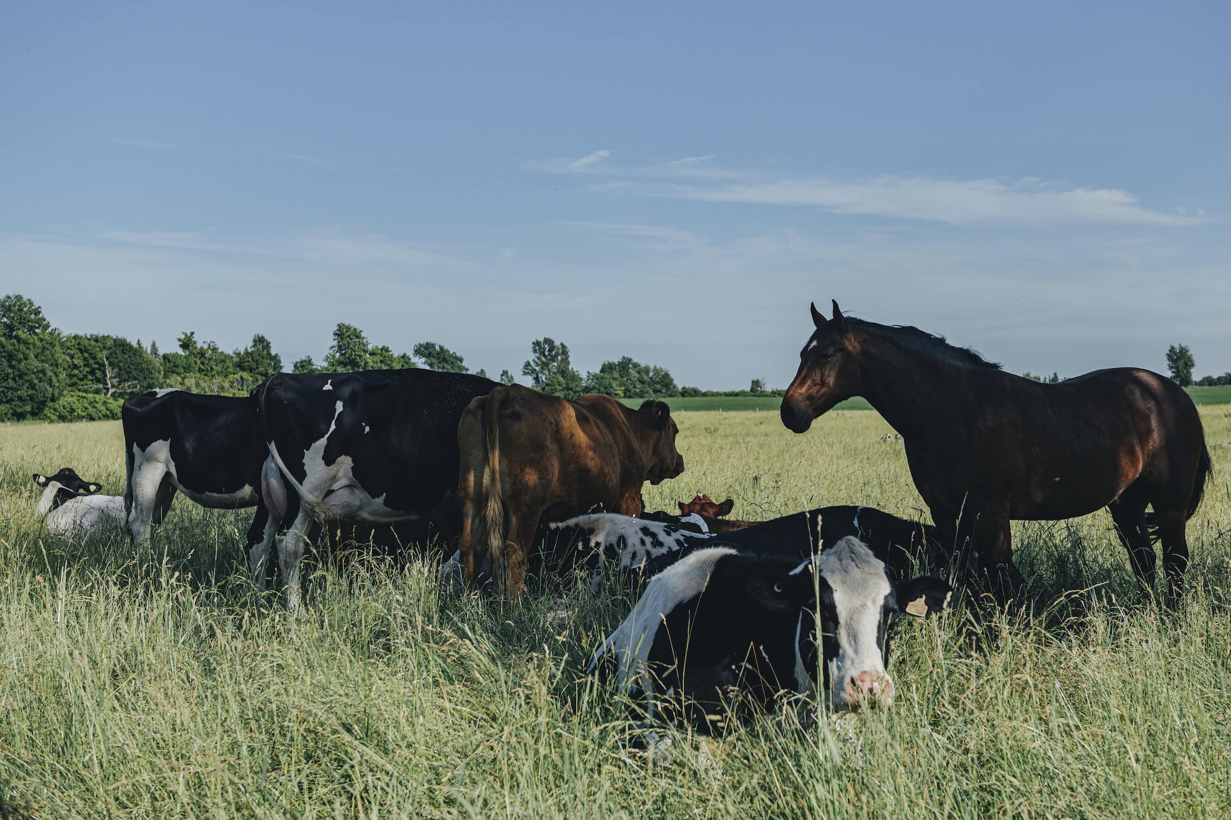 A herd of cows and a horse stand under a shaded patch in a grassy farm field.