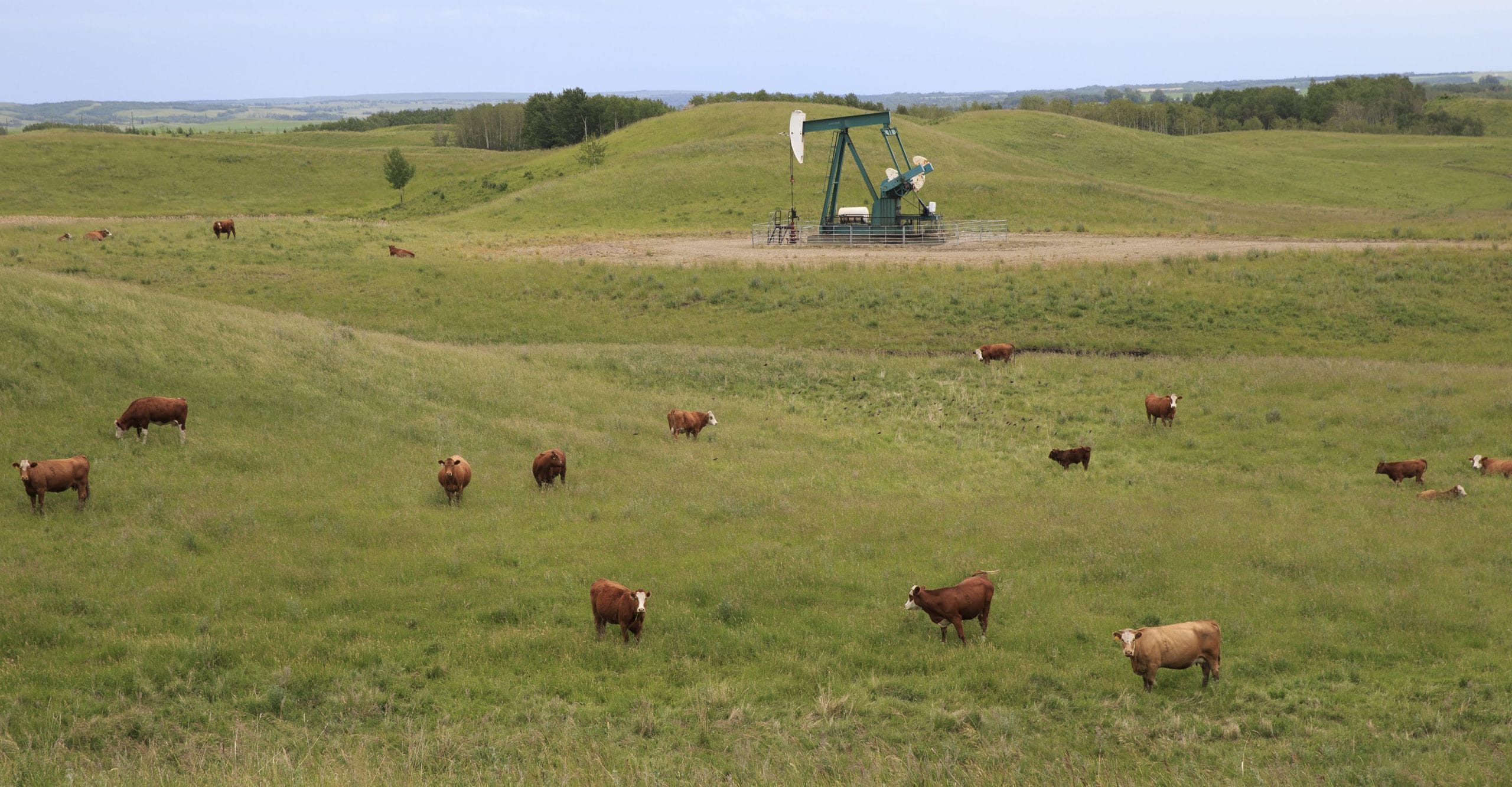 Grazing cattle share space with a pump jack in a field in rural Alberta.