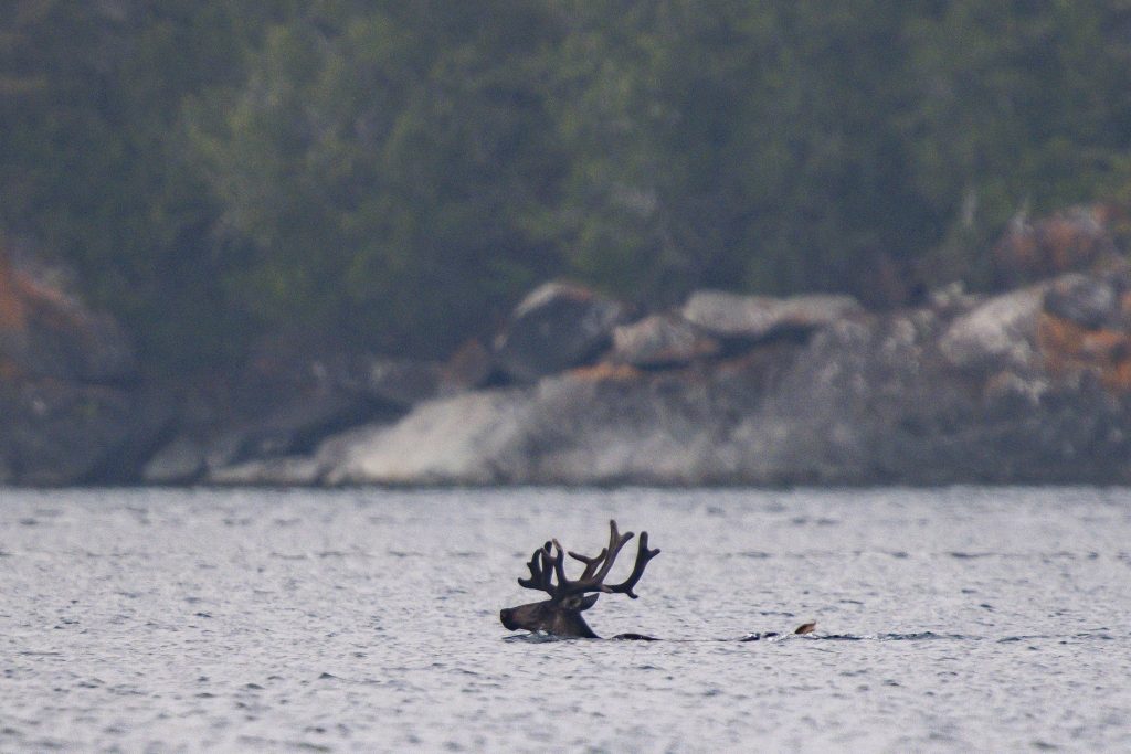 A caribou swims across a lake, with only its head and antlers visible above the water.