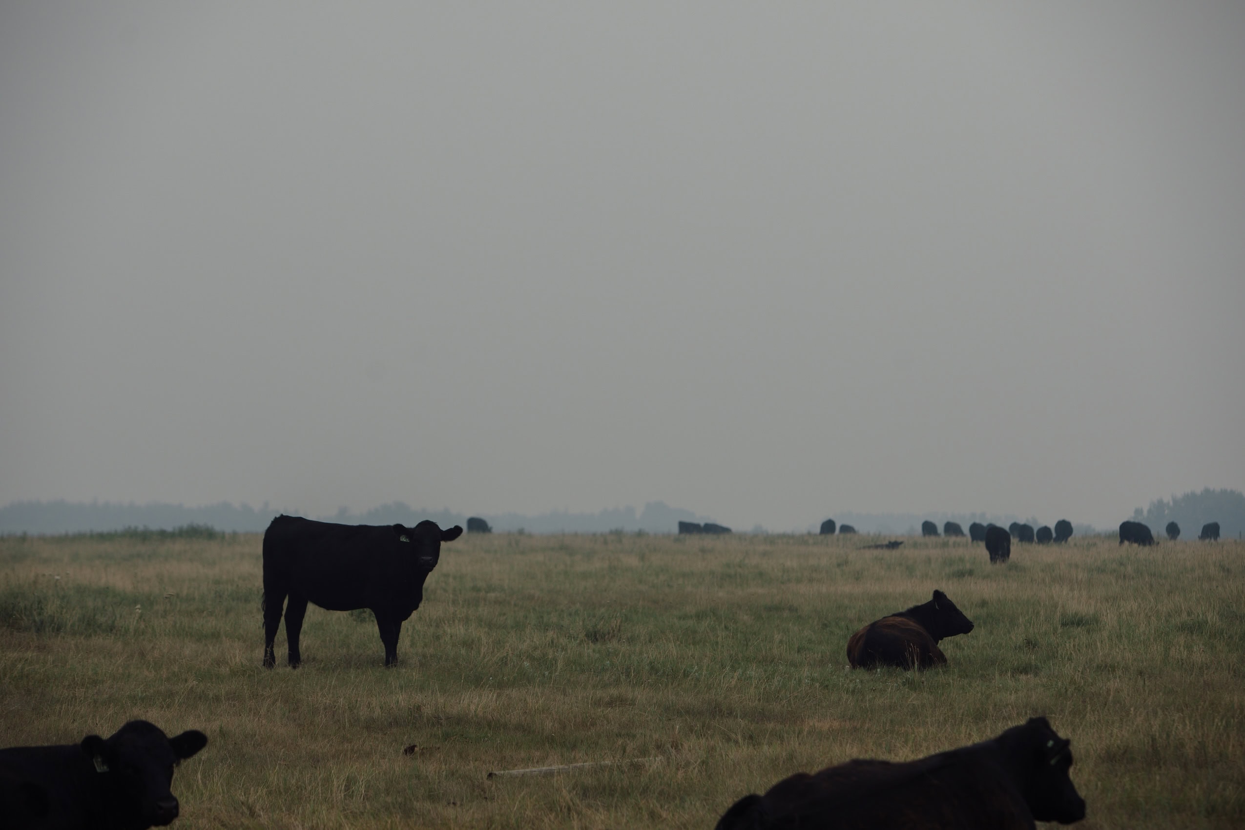 Cows graze on a farm field under a hazy sky.