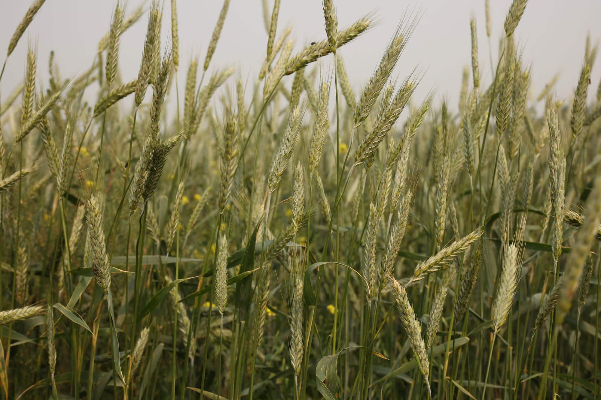 A close-up image of a field of green wheat stalks.
