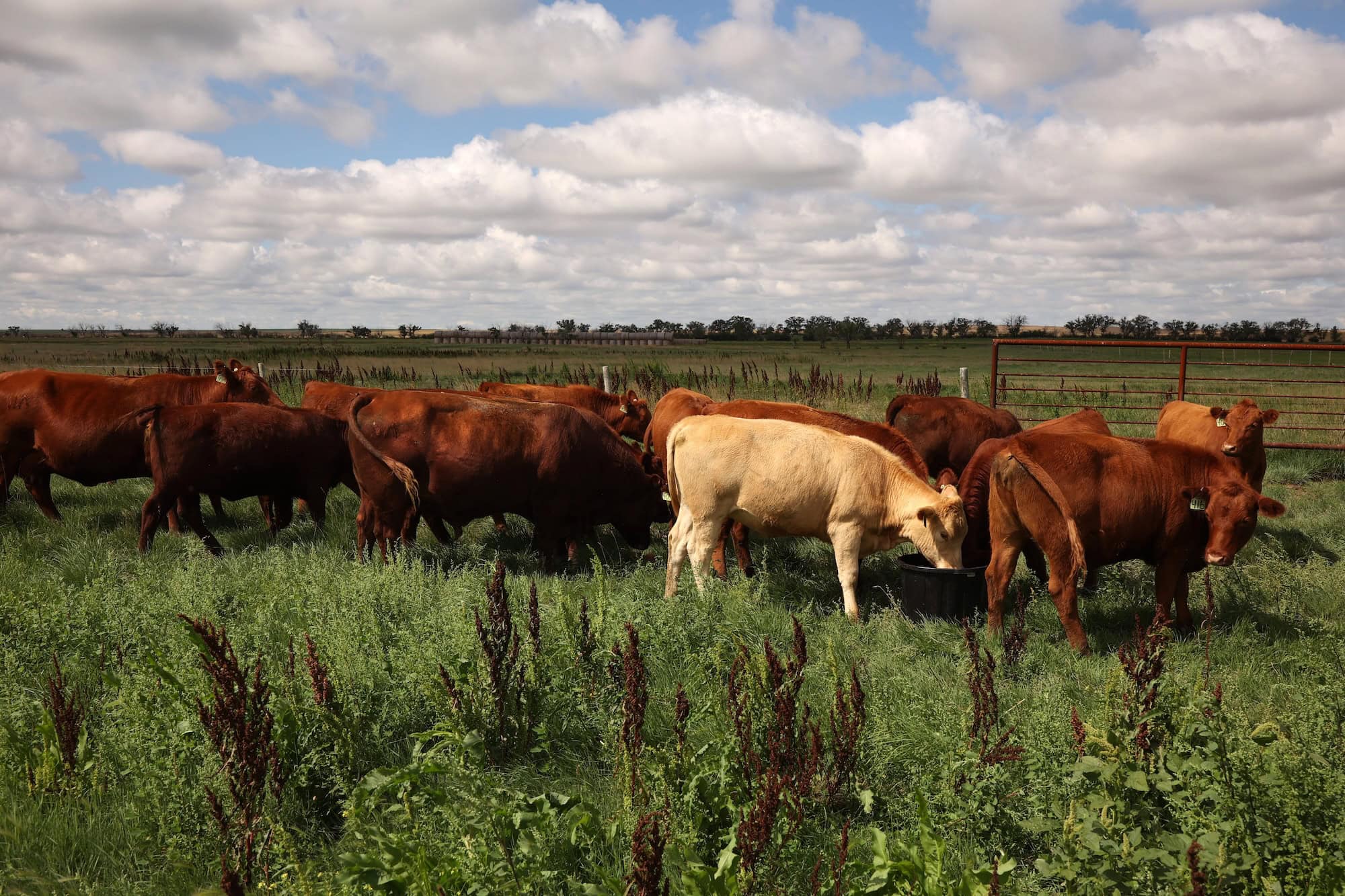 A herd of red-brown cows graze in a pen in a grassy farm field.