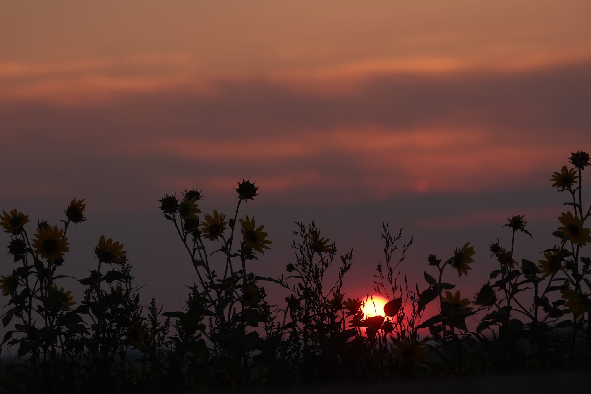 The sun sets in the distance behind some plants in the foreground.