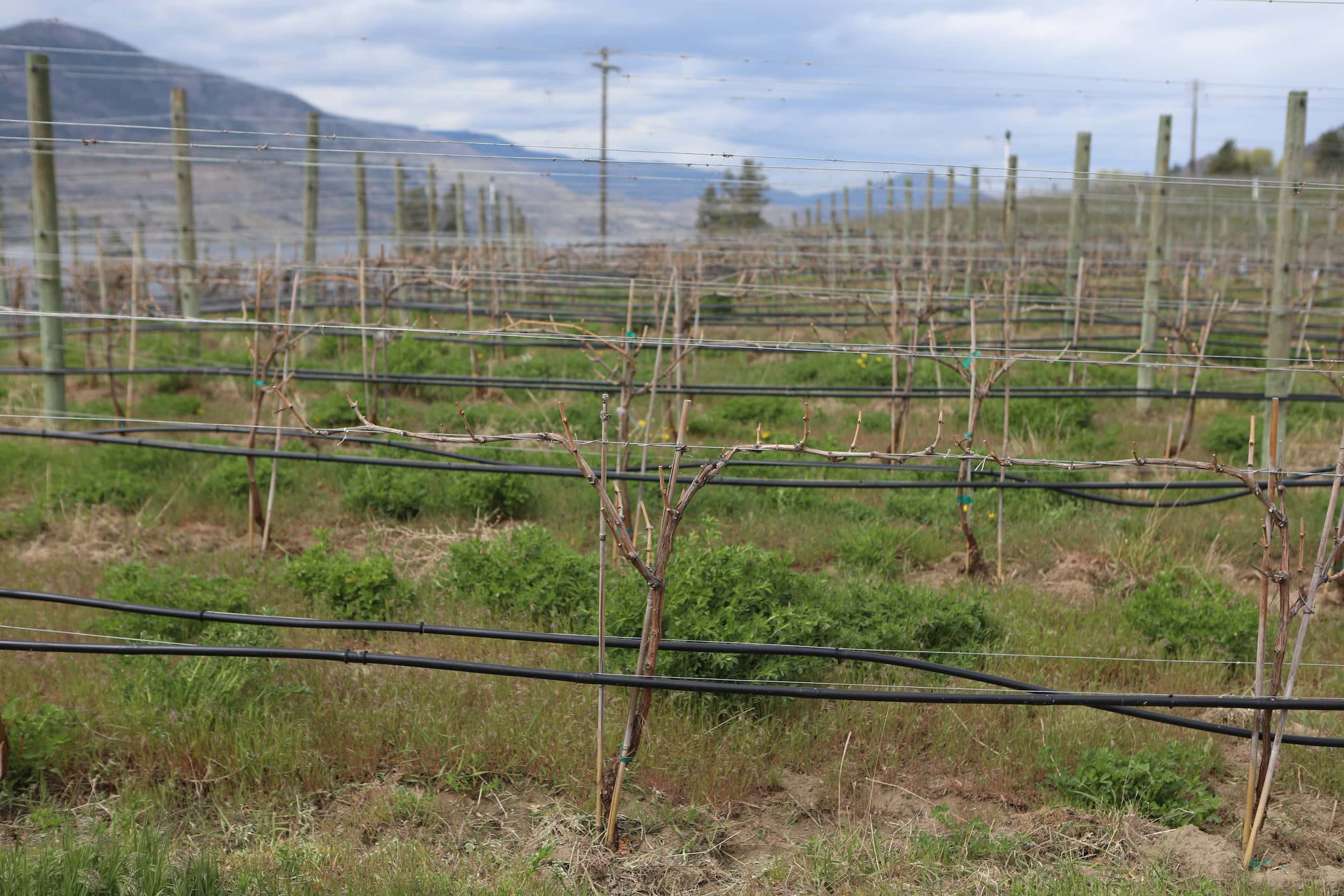 Grape vines in a vineyard in spring, before they have fruit.