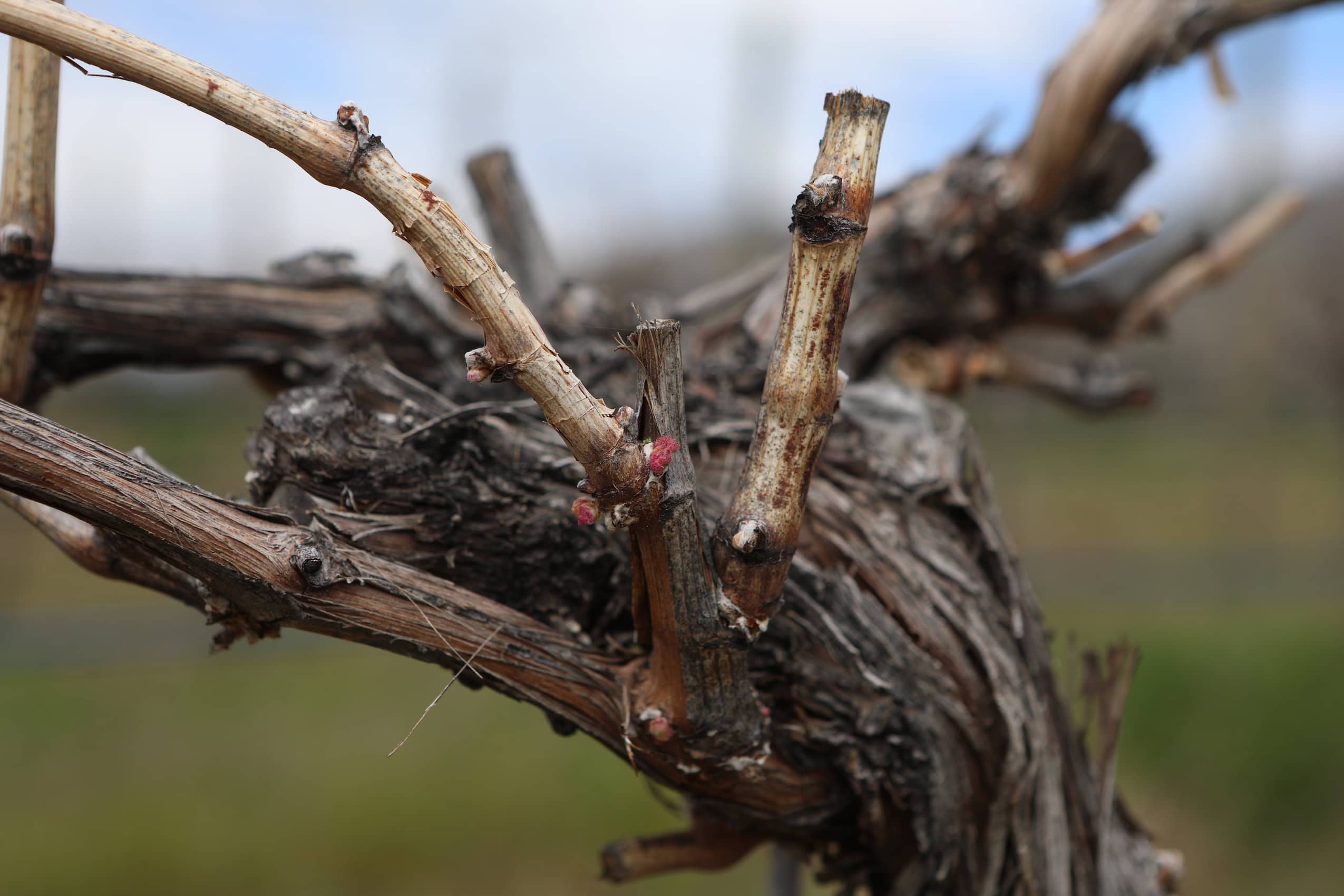 A pink bud breaks on a woody grape vine in a vineyard.