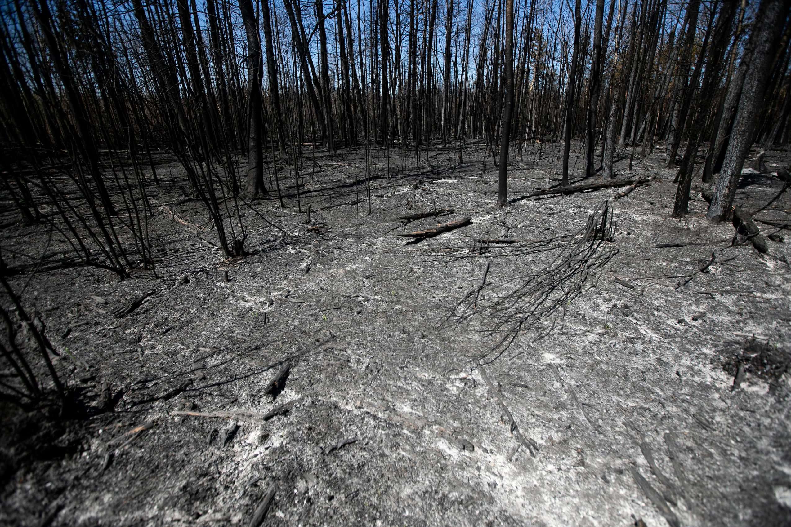 A charred forest floor after a wildfire.