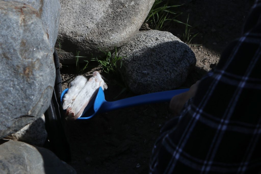 Two dead white mice in a blue shovel are lowered into a corrugated tube, to feed owls.