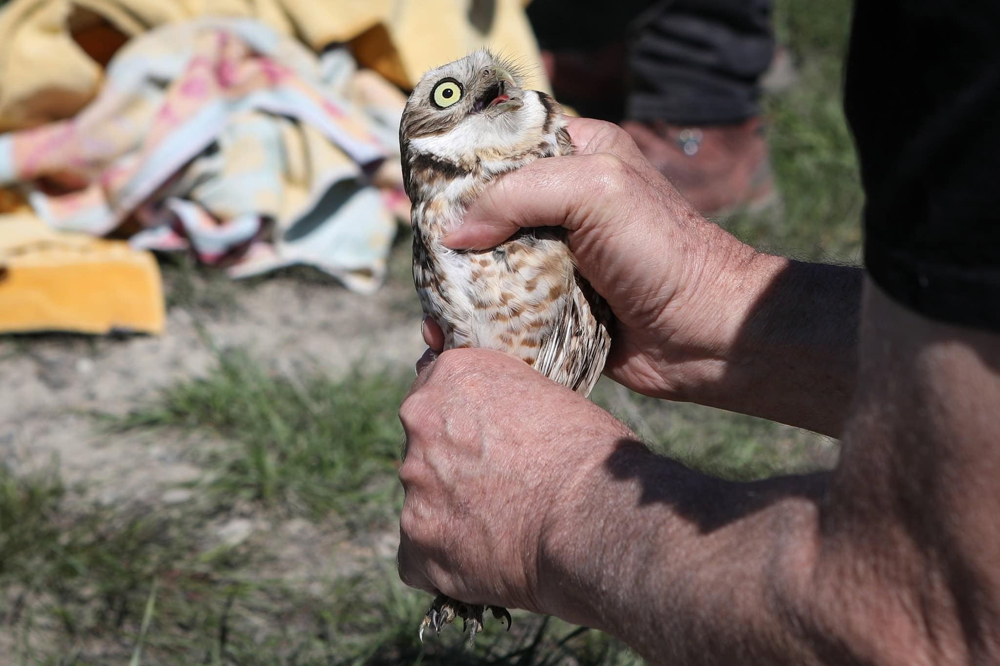 A small burrowing owl is held in two hands. It has a surprised look on its face. 