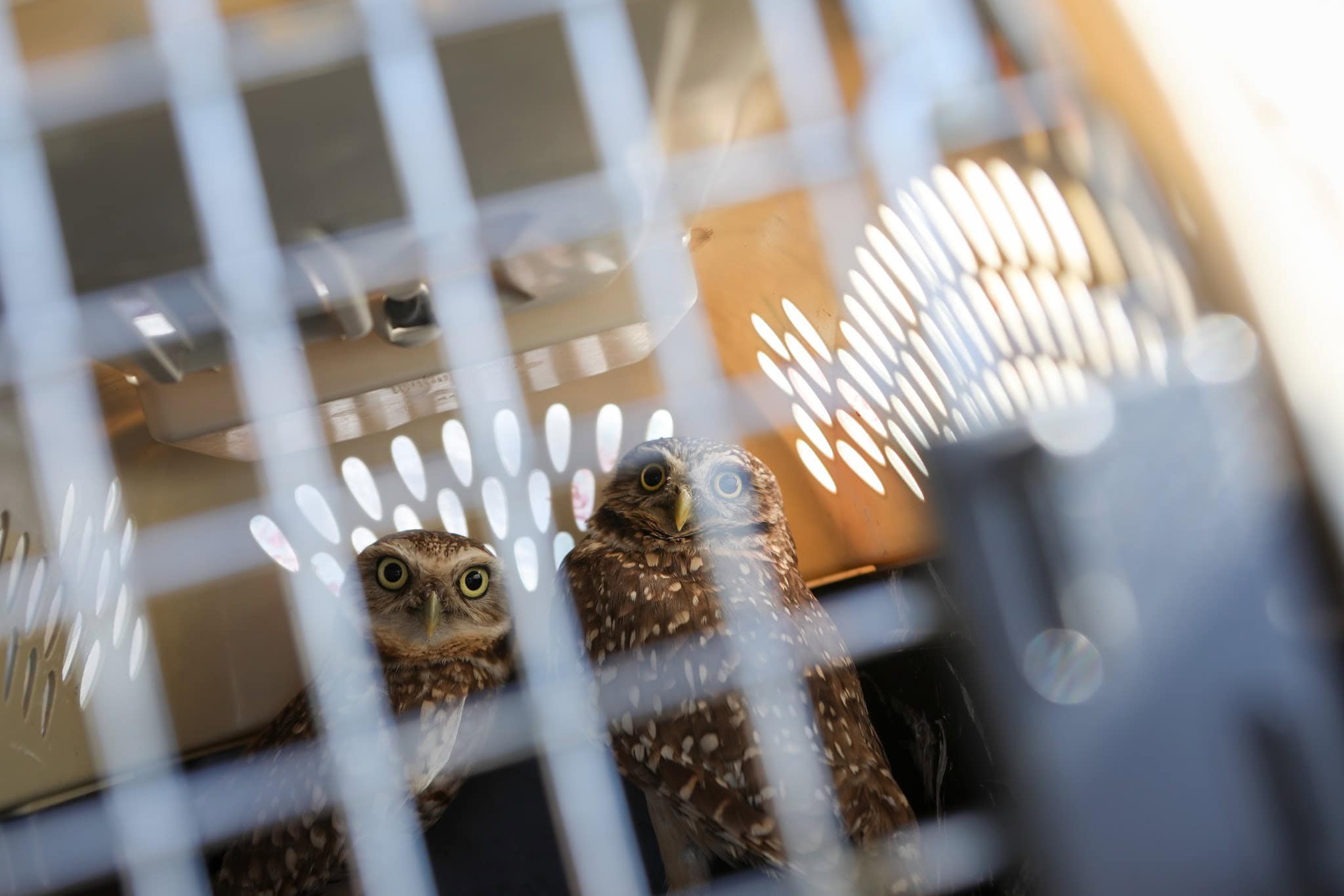 Two small owls are transported in a carrier