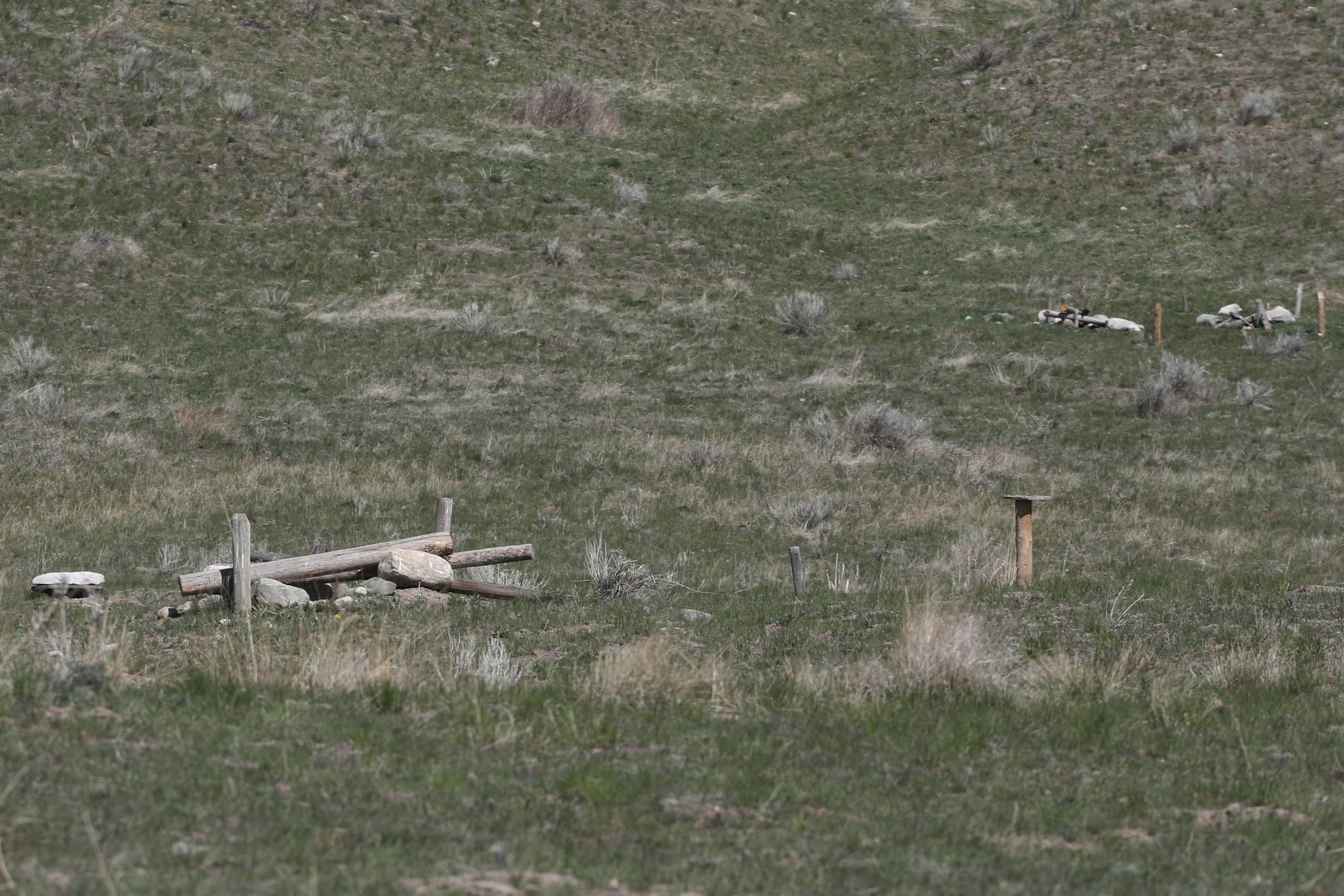 A grassy field with a structure of logs and rocks concealing an artificial burrow for owls.